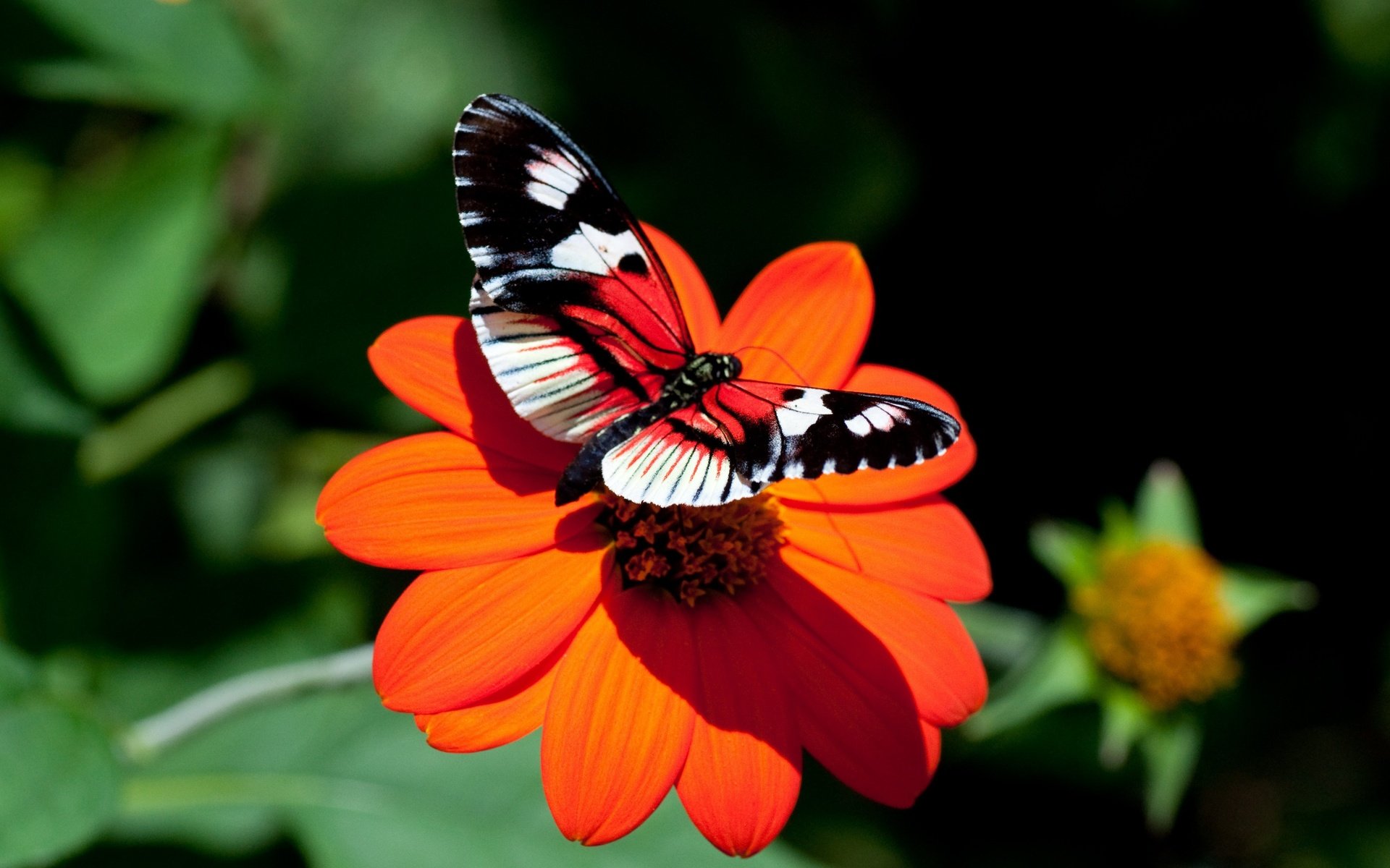 Обои цветок, бабочка, астра, flower, butterfly, astra разрешение 4288x2680 Загрузить