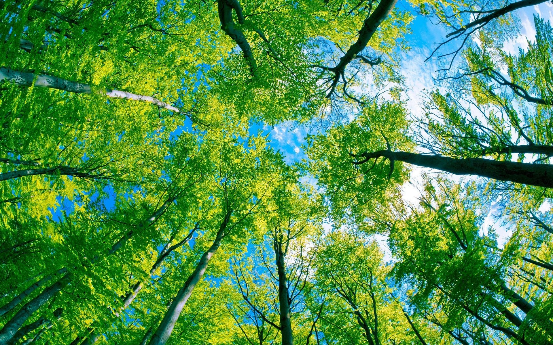 Обои деревья, лес, листва, trees, forest, foliage разрешение 2560x1600 Загрузить