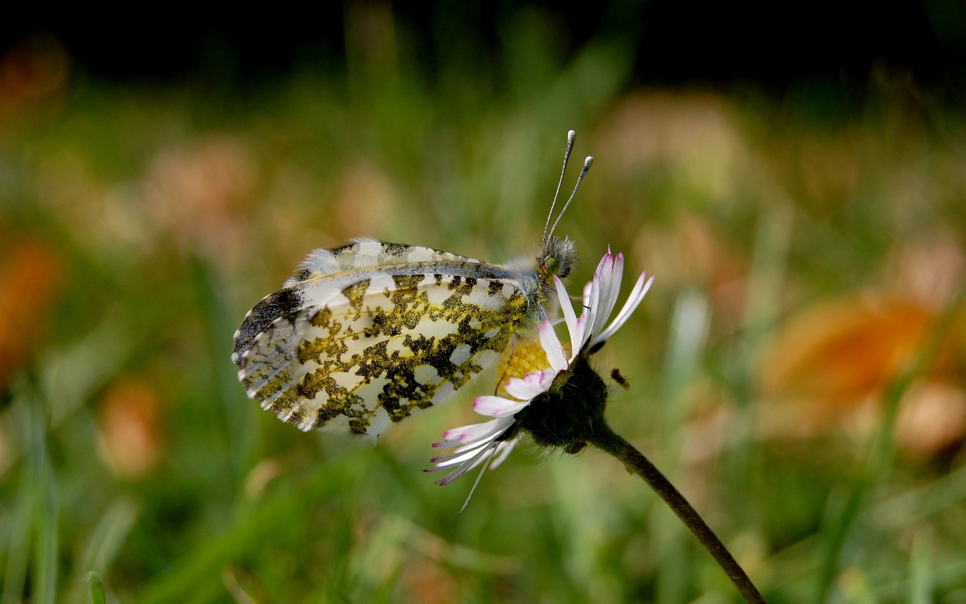 Обои лето, бабочка, маргаритка, summer, butterfly, daisy разрешение 2560x1600 Загрузить