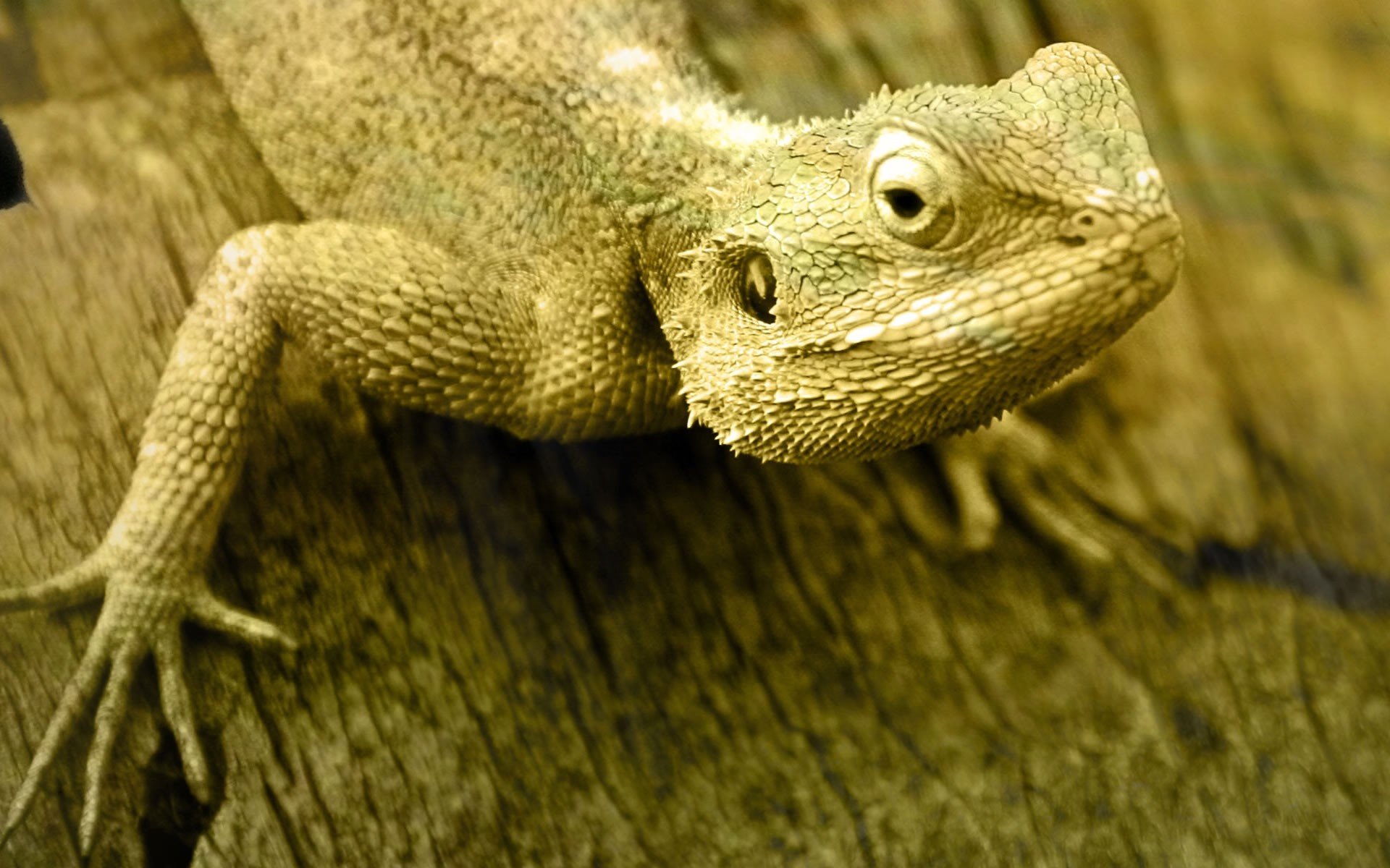 Обои ящерица, игуана, lizard, iguana разрешение 3200x1200 Загрузить