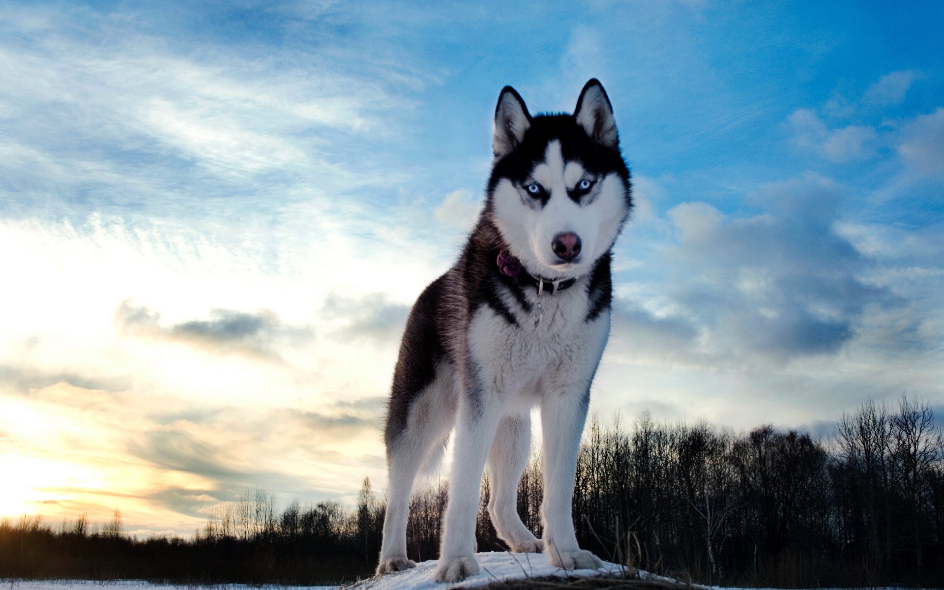 Обои небо, зима, собака, хаски, the sky, winter, dog, husky разрешение 1920x1280 Загрузить