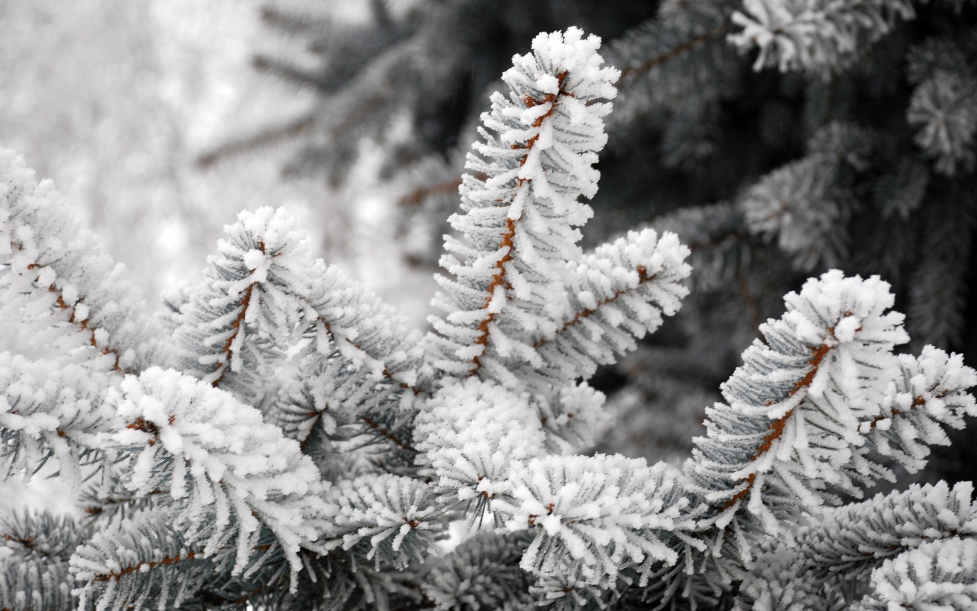 Обои деревья, заснеженная хвоя, снег, природа, хвоя, зима, макро, мороз, ель, trees, snow-covered pine needles, snow, nature, needles, winter, macro, frost, spruce разрешение 1920x1285 Загрузить