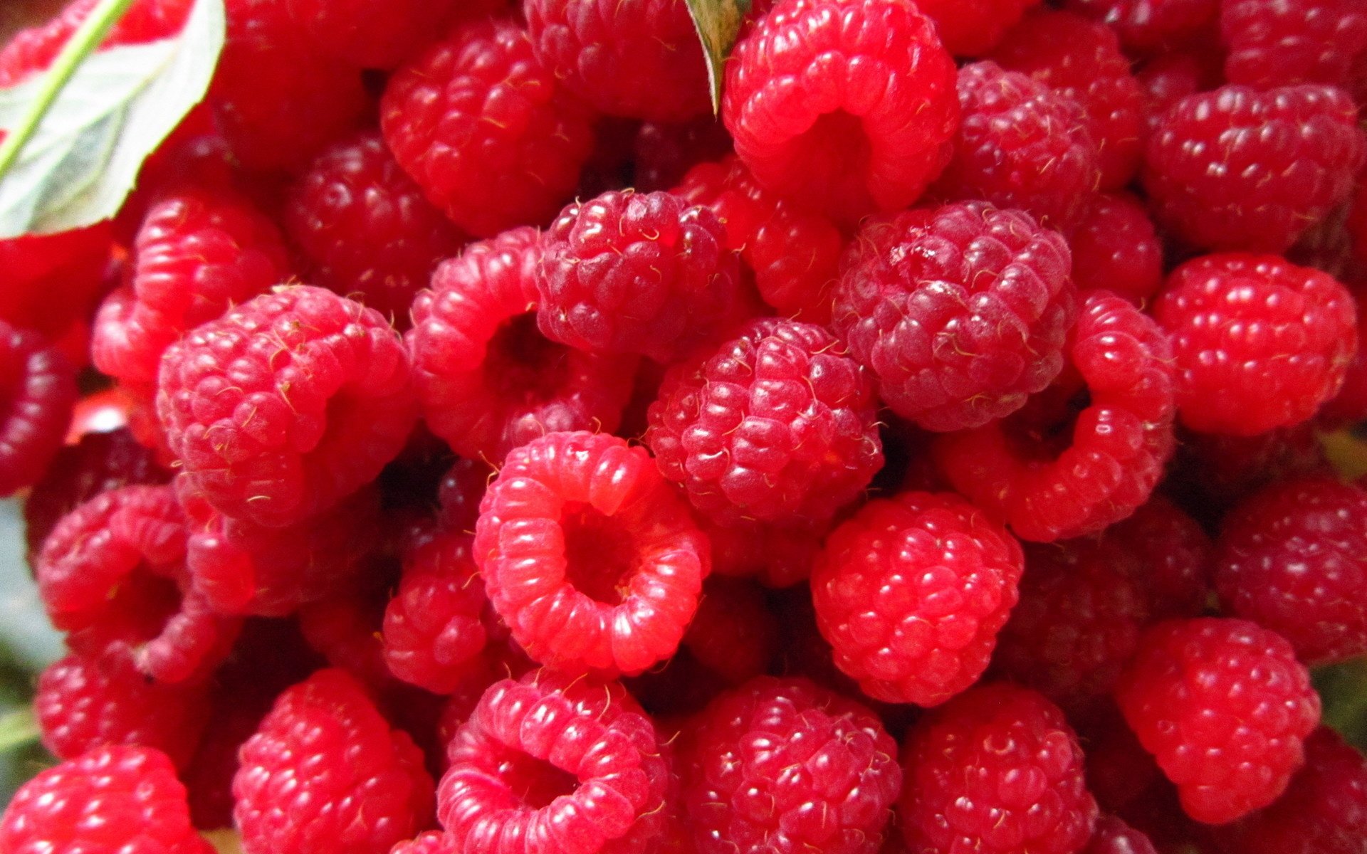 Обои малина, ягода, красная, спелая, много, raspberry, berry, red, ripe, a lot разрешение 1920x1440 Загрузить
