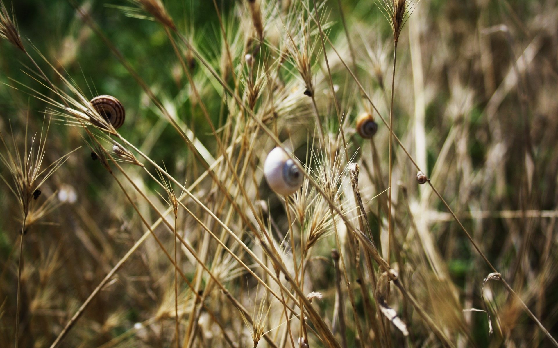 Обои трава, насекомые, колоски, улитки, grass, insects, spikelets, snails разрешение 1920x1280 Загрузить