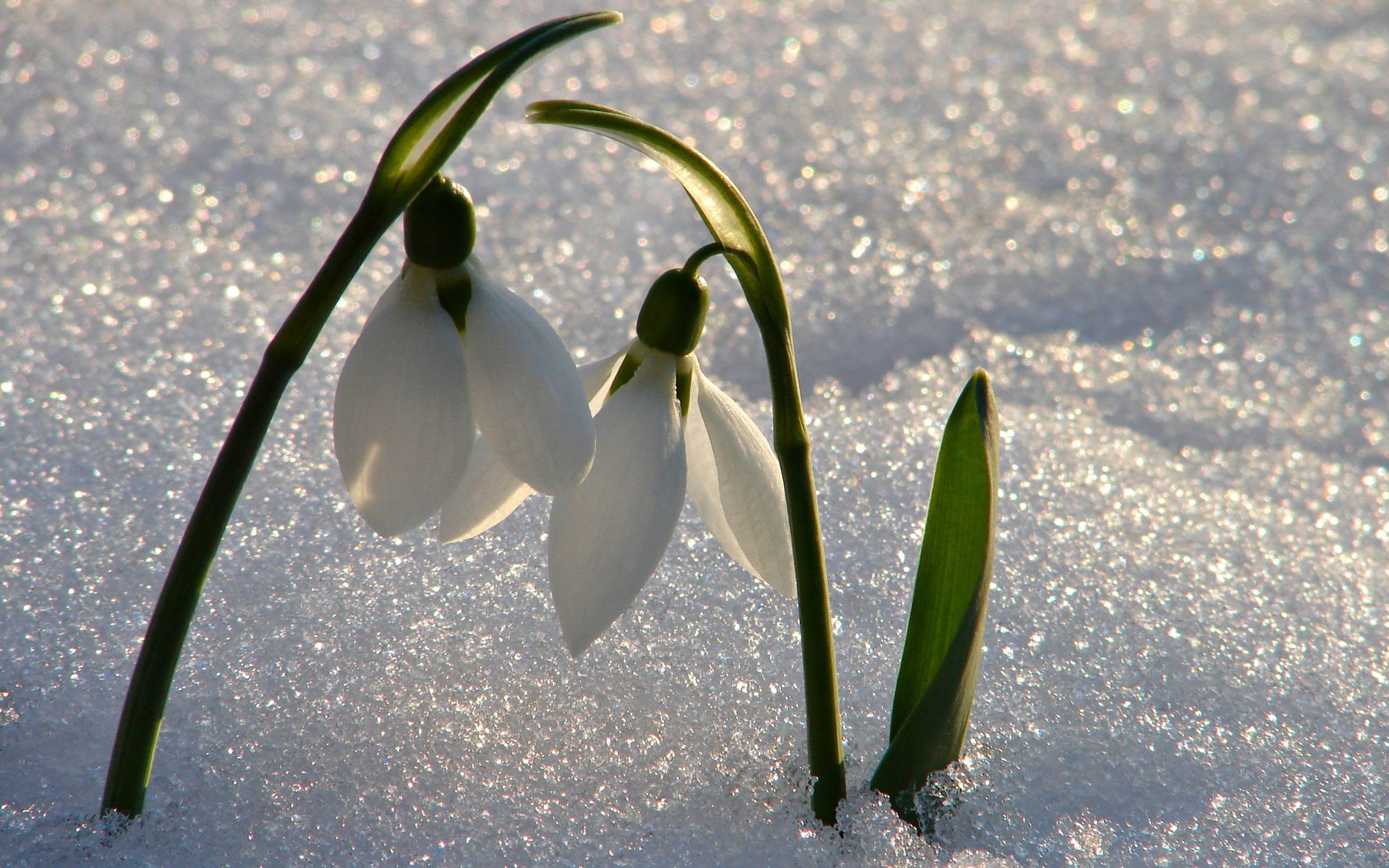 Обои цветы, снег, весна, подснежники, flowers, snow, spring, snowdrops разрешение 2560x1600 Загрузить