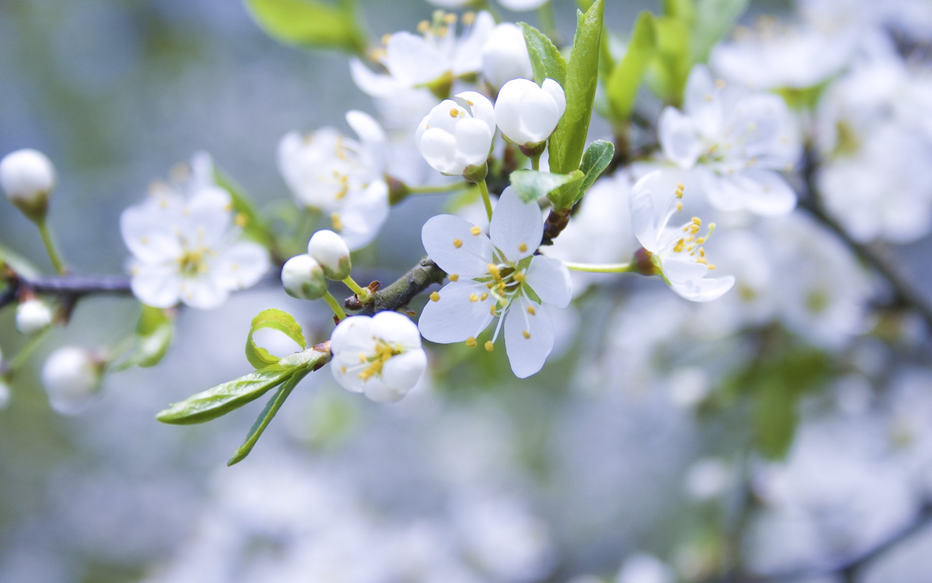 Обои цветение, ветки, весна, яблоня, cvety, belye, yablonya, cvetenie, butony, vetk, леспестки, flowering, branches, spring, apple, lepestki разрешение 3888x2592 Загрузить