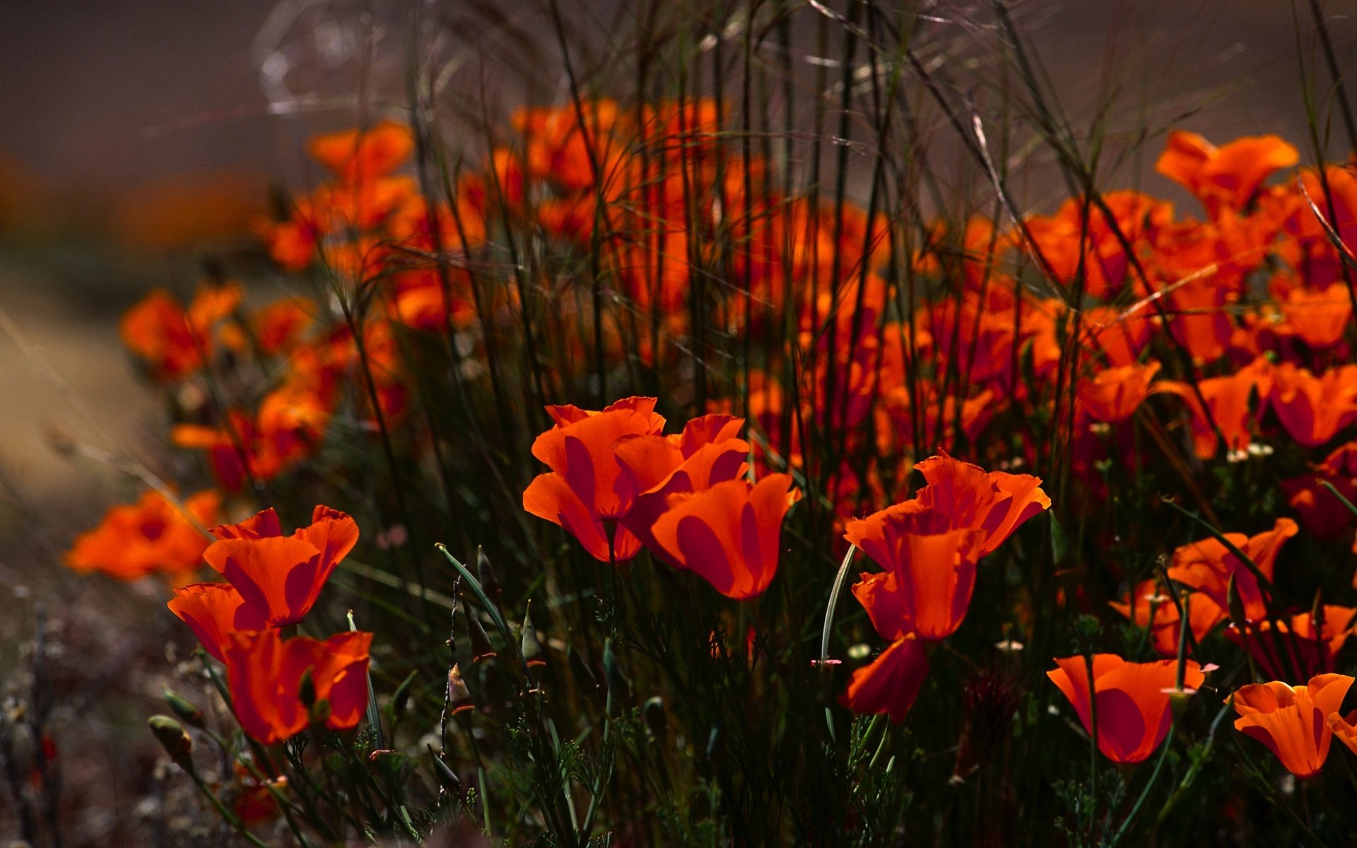 Обои цветы, маки, клумба, flowers, maki, flowerbed разрешение 3878x2582 Загрузить