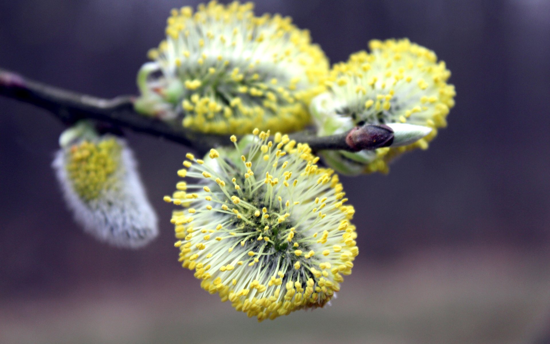 Обои ветка, цветение, макро, весна, верба, branch, flowering, macro, spring, verba разрешение 2560x1600 Загрузить