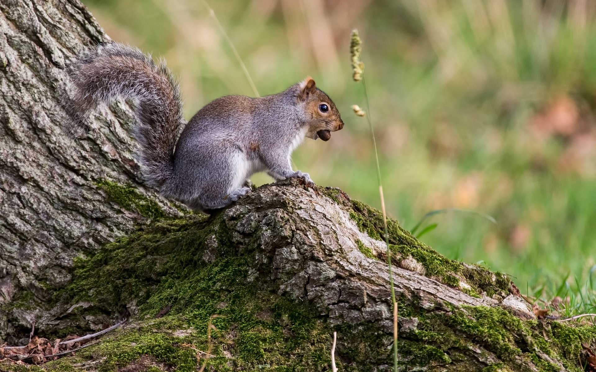 Обои дерево, животные, мох, белка, грызун, tree, animals, moss, protein, rodent разрешение 2048x1365 Загрузить