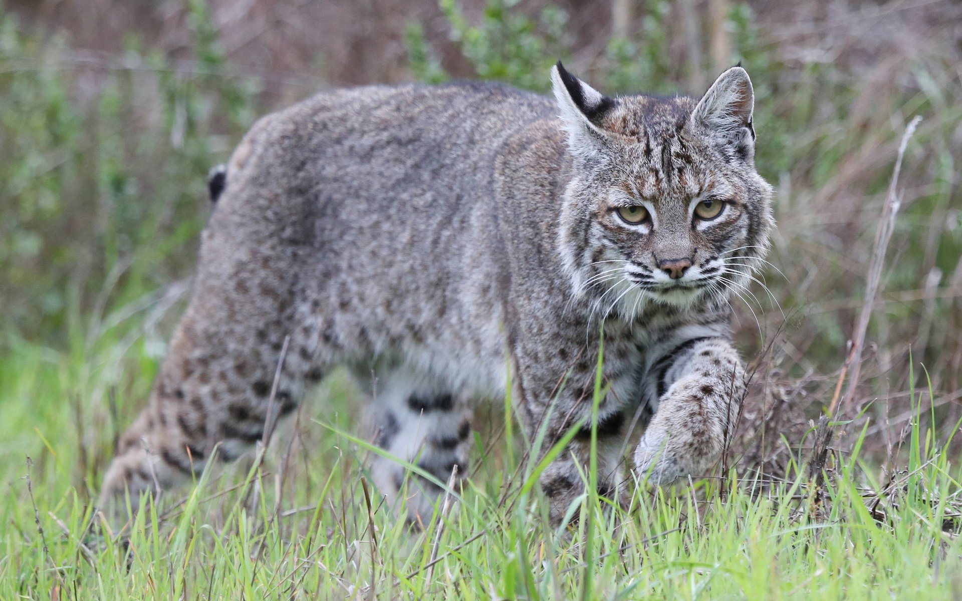 Обои трава, рысь, животные, хищник, дикая кошка, grass, lynx, animals, predator, wild cat разрешение 2048x1365 Загрузить