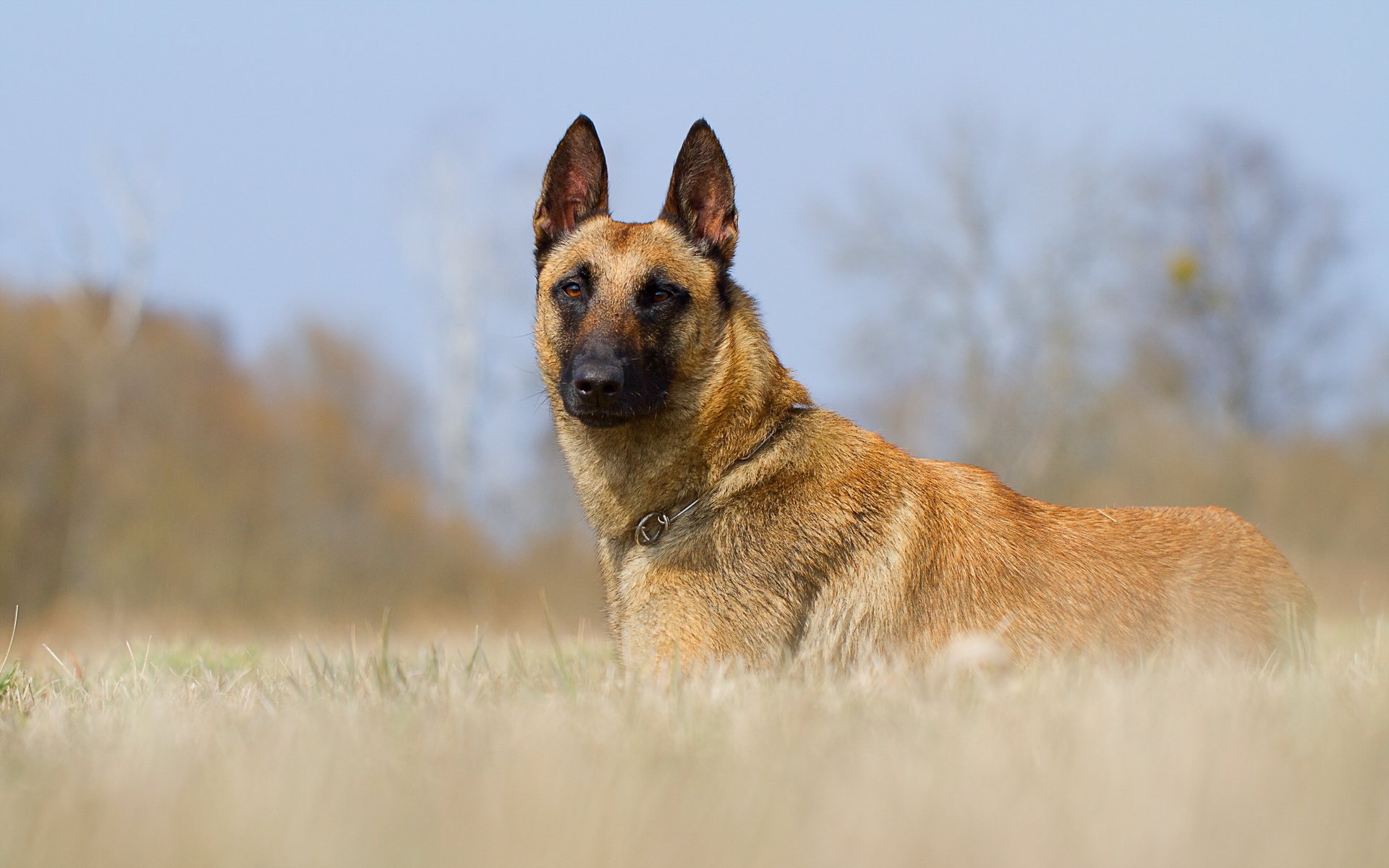 Обои взгляд, собака, друг, малинуа, бельгийская овчарка, look, dog, each, malinois, belgian shepherd разрешение 2560x1600 Загрузить