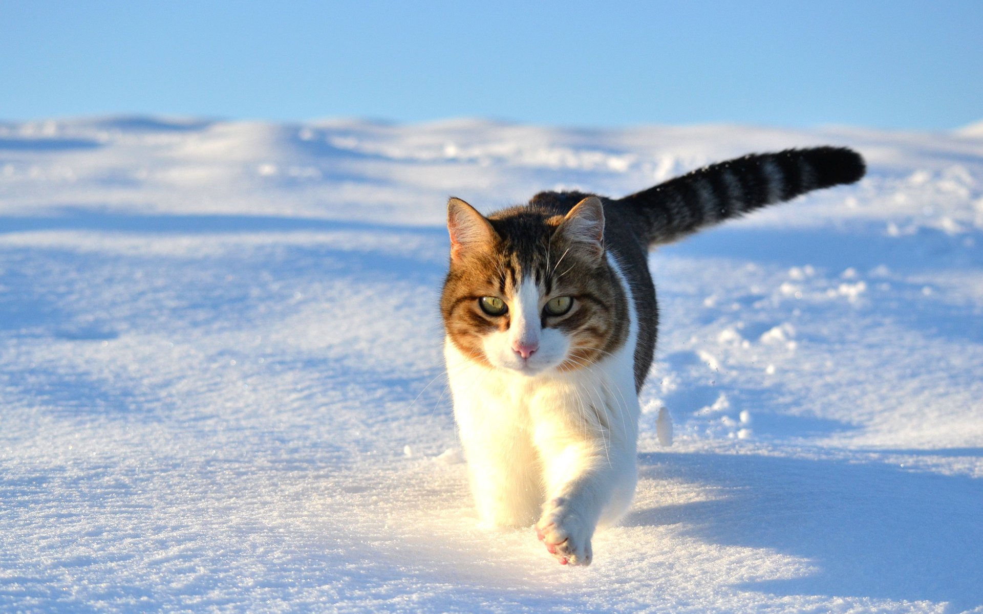 Обои снег, зима, кот, кошка, прогулка, snow, winter, cat, walk разрешение 1920x1300 Загрузить