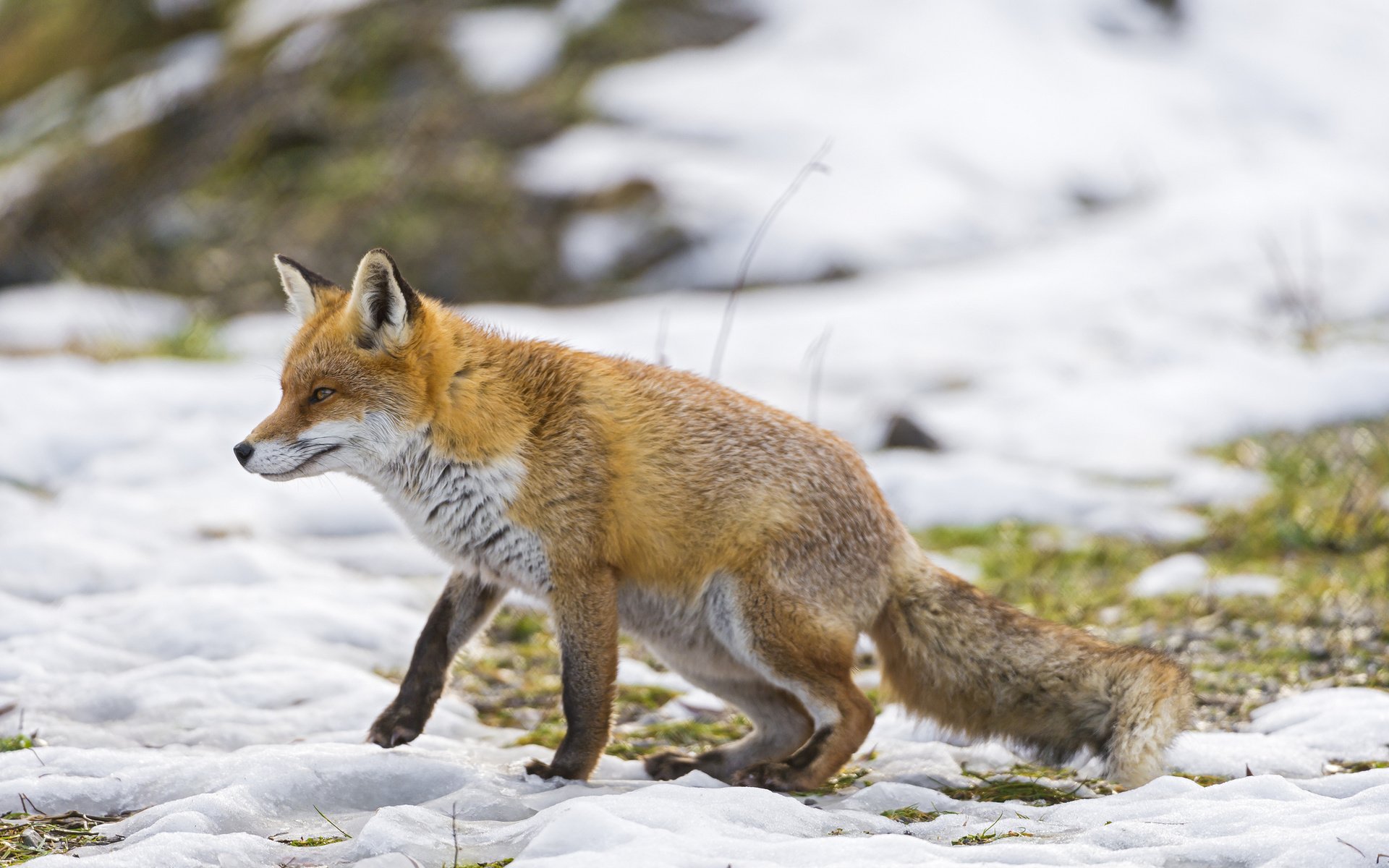 Обои снег, зима, лиса, прогулка, ветер, охота, snow, winter, fox, walk, the wind, hunting разрешение 2048x1363 Загрузить