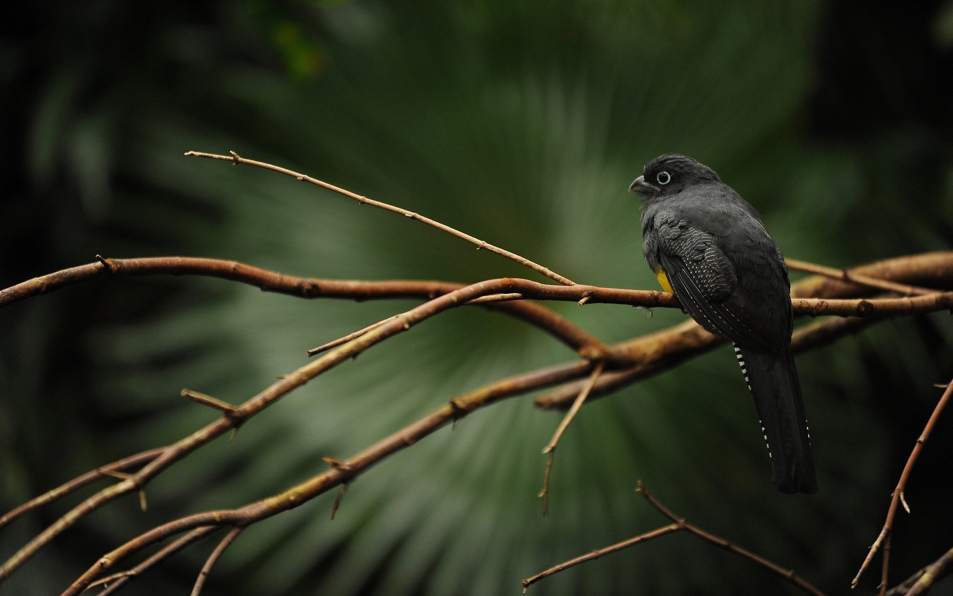 Обои ветка, дерево, птица, клюв, перья, черная, trogon caligatus, branch, tree, bird, beak, feathers, black разрешение 2560x1600 Загрузить