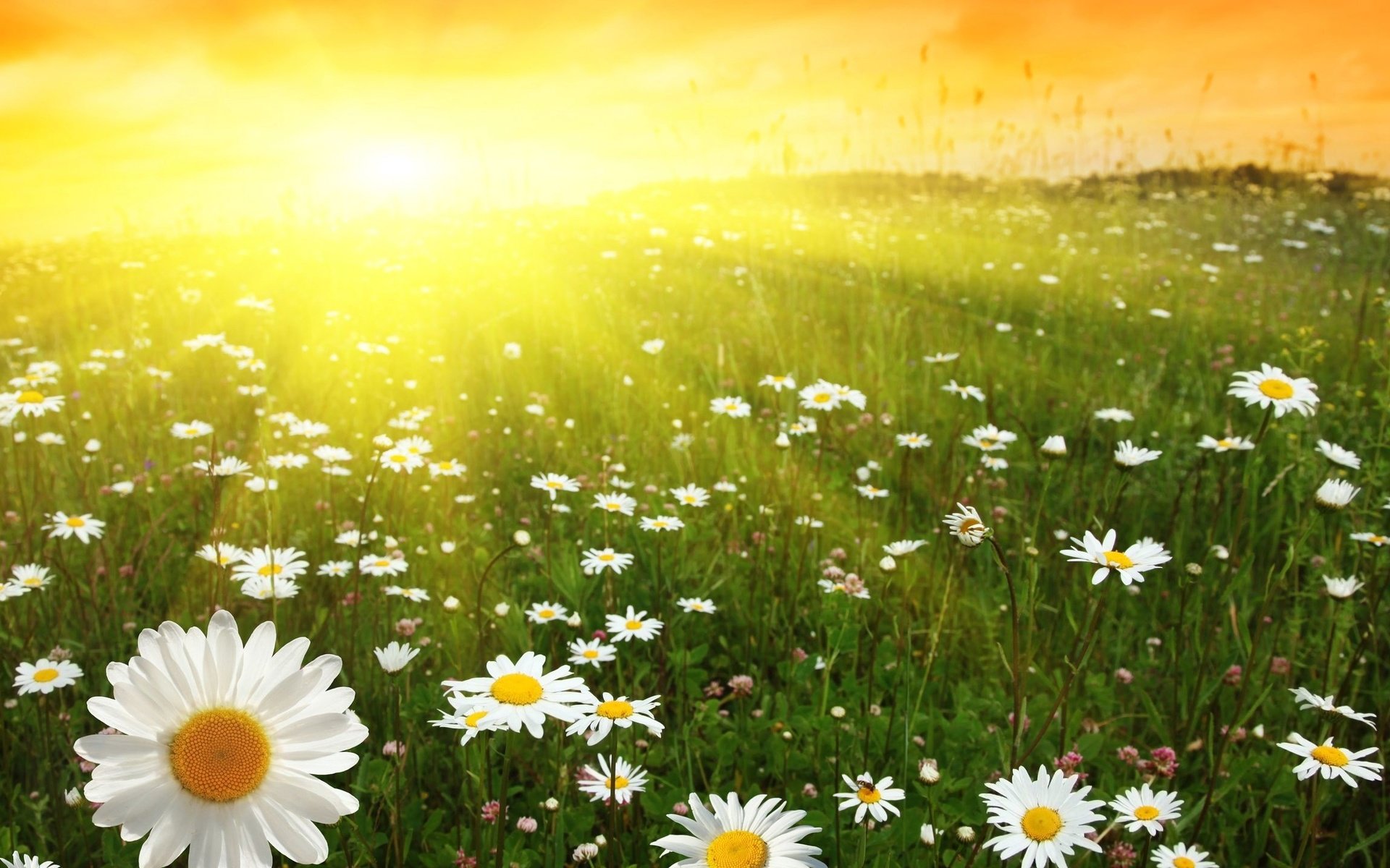 Обои цветы, восход, солнце, поле, ромашки, солнечный свет, flowers, sunrise, the sun, field, chamomile, sunlight разрешение 2560x1440 Загрузить