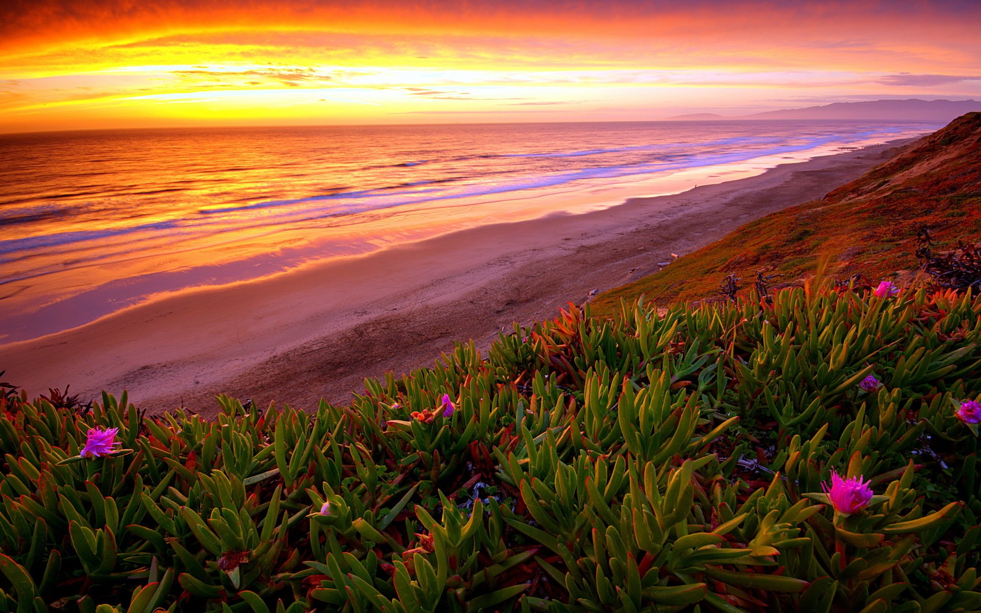 Обои цветы, закат, пляж, flowers, sunset, beach разрешение 2560x1600 Загрузить