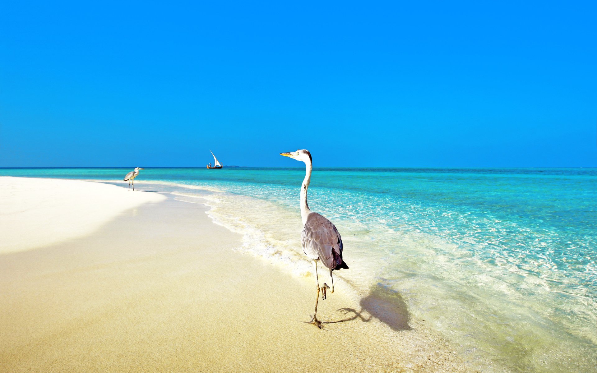 Обои море, пляж, тропики, птички, мальдивы, sea, beach, tropics, birds, the maldives разрешение 3903x2613 Загрузить