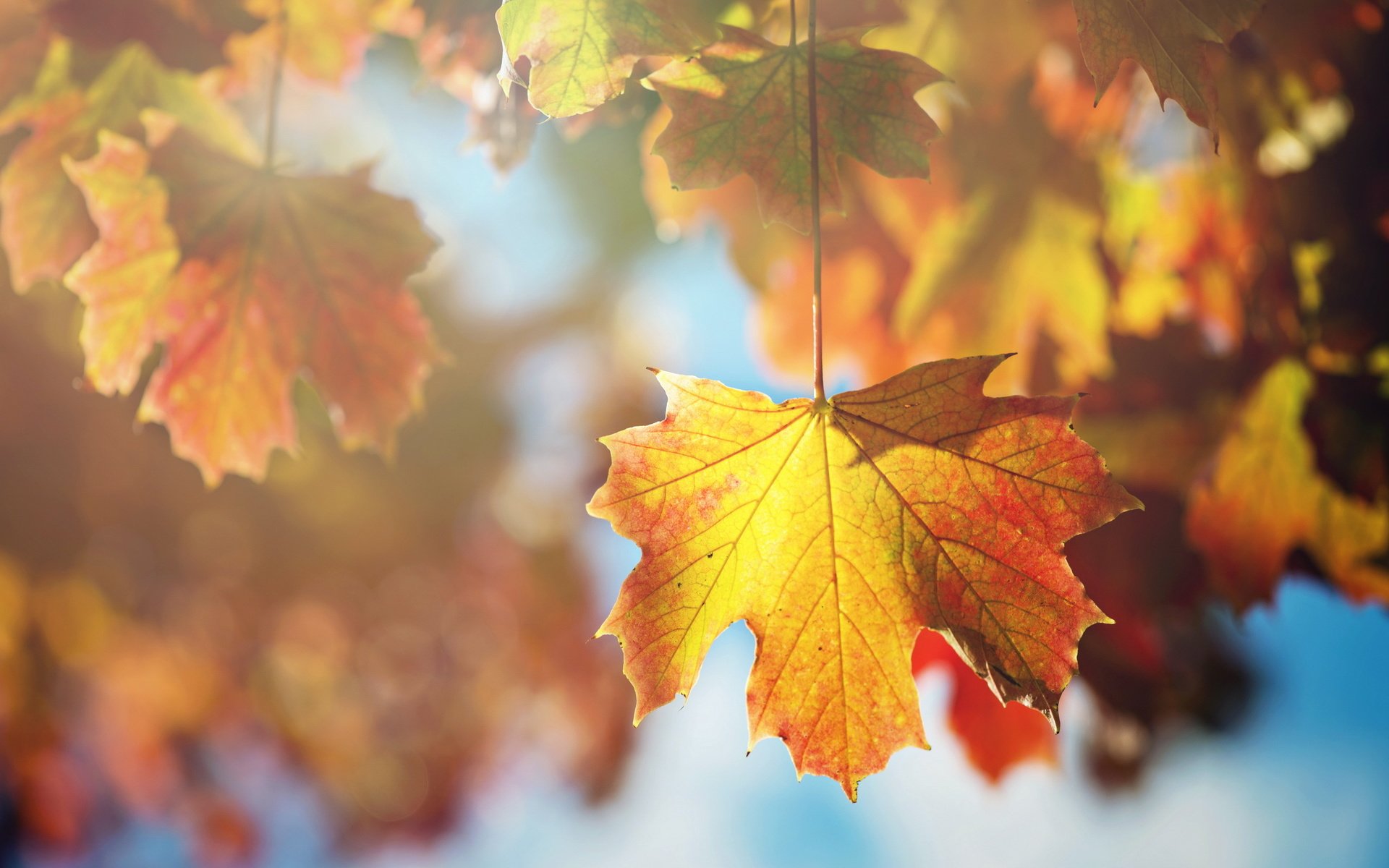 Обои дерево, листья, макро, ветки, листва, осень, клен, tree, leaves, macro, branches, foliage, autumn, maple разрешение 2560x1600 Загрузить