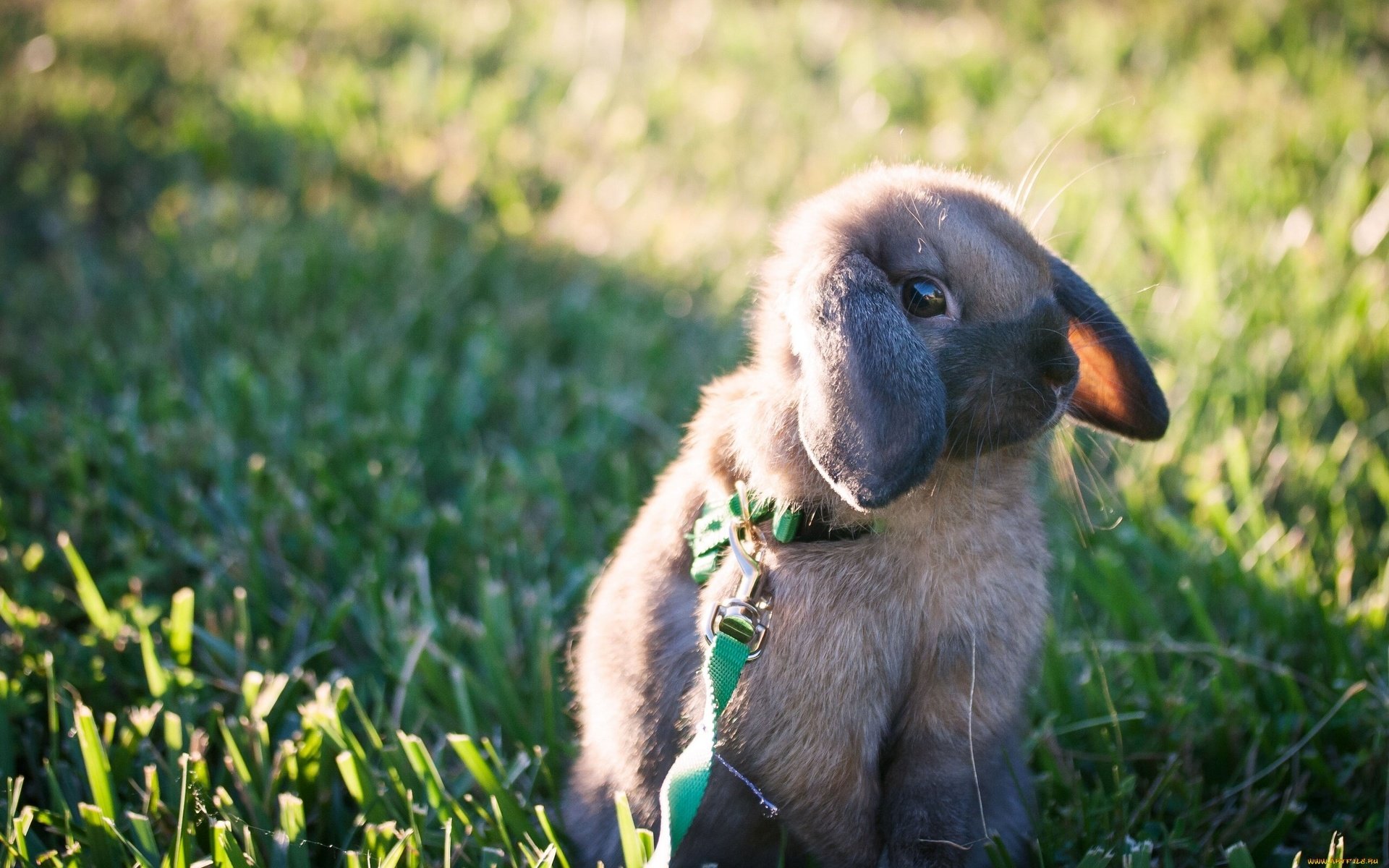Обои трава, прогулка, кролик, поводок, крольчонок, grass, walk, rabbit, leash разрешение 2560x1601 Загрузить