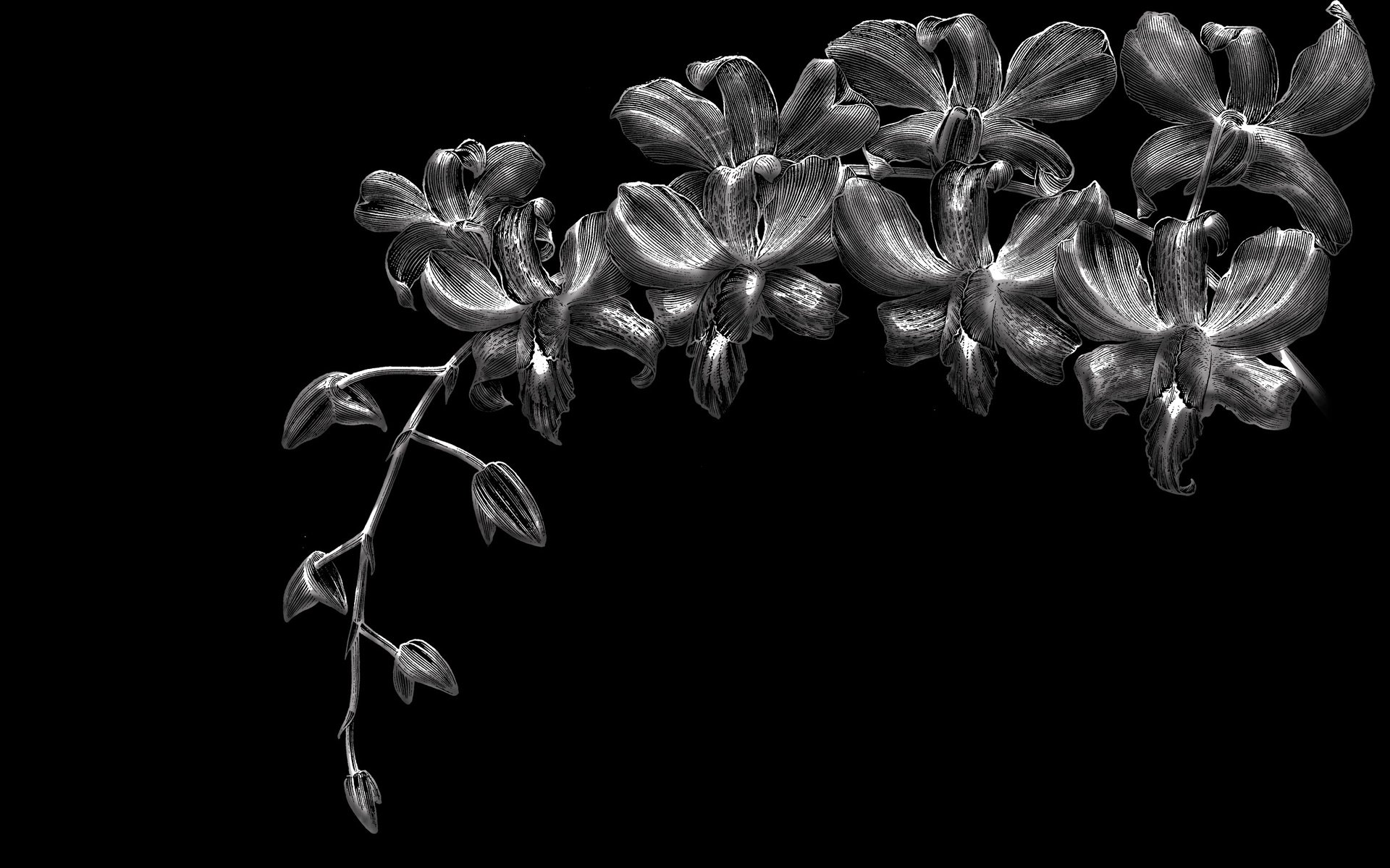 Обои цветы, черный фон, орхидеи, flowers, black background, orchids разрешение 2560x1600 Загрузить