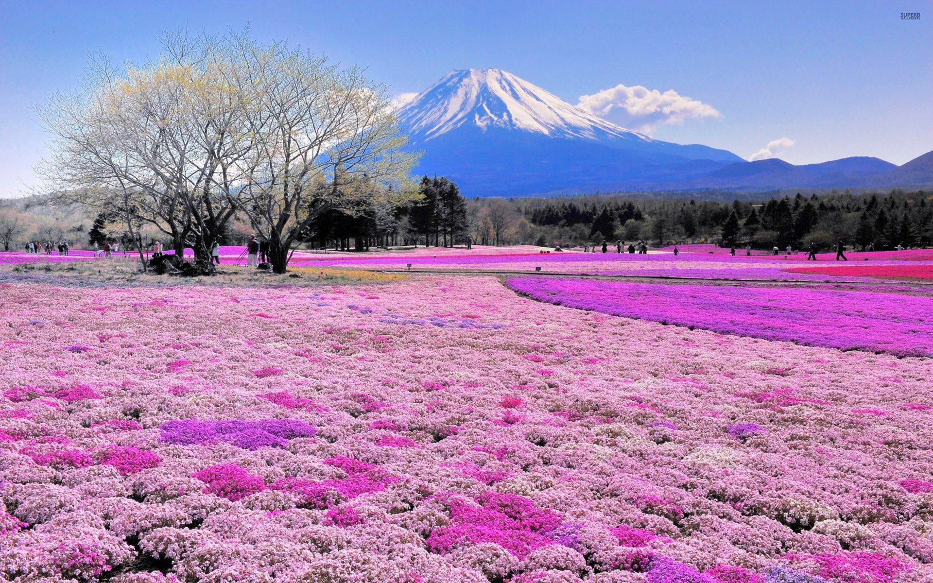 Обои цветы, деревья, пейзаж, япония, вулкан, flowers, trees, landscape, japan, the volcano разрешение 2880x1800 Загрузить