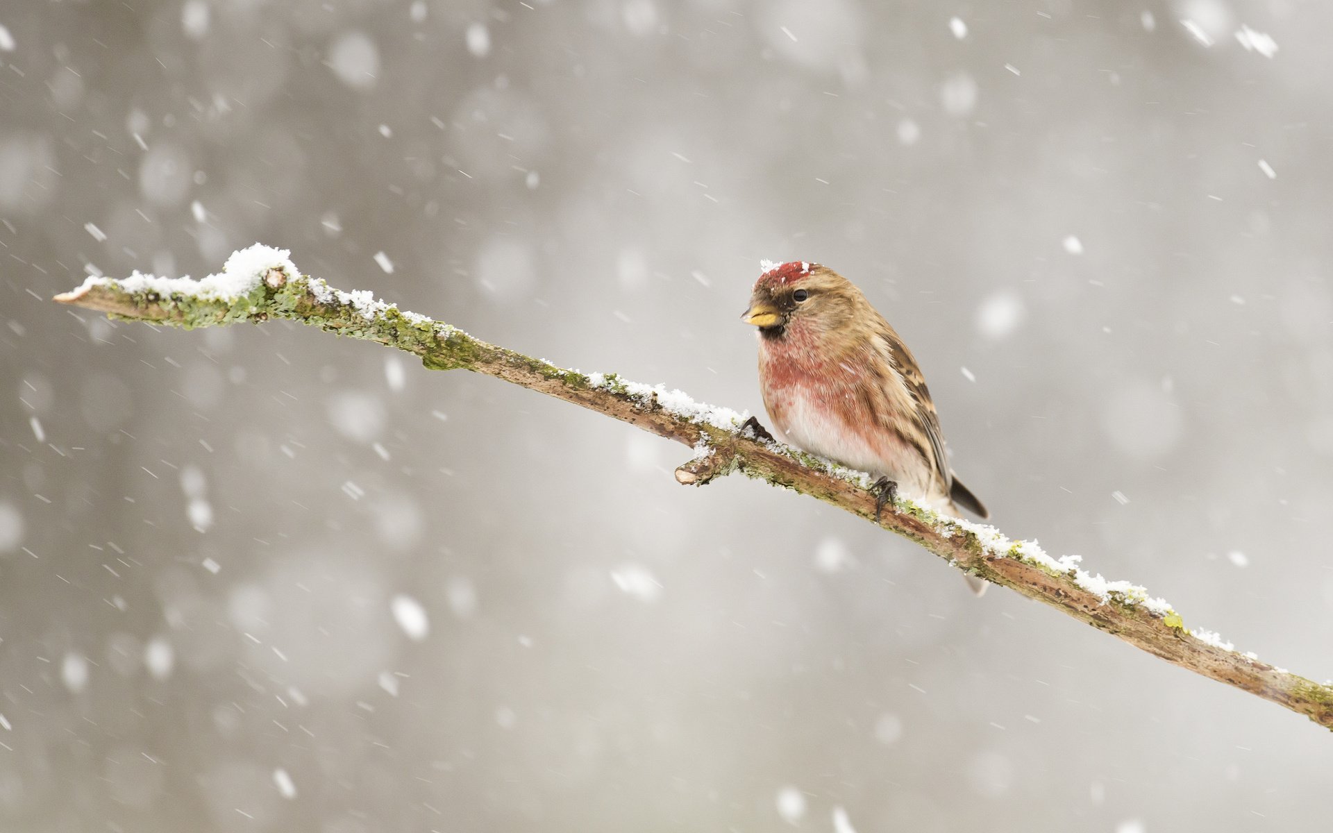 Обои ветка, снег, зима, птицы, птица, клюв, перья, чечётка, branch, snow, winter, birds, bird, beak, feathers, tap dance разрешение 2048x1365 Загрузить