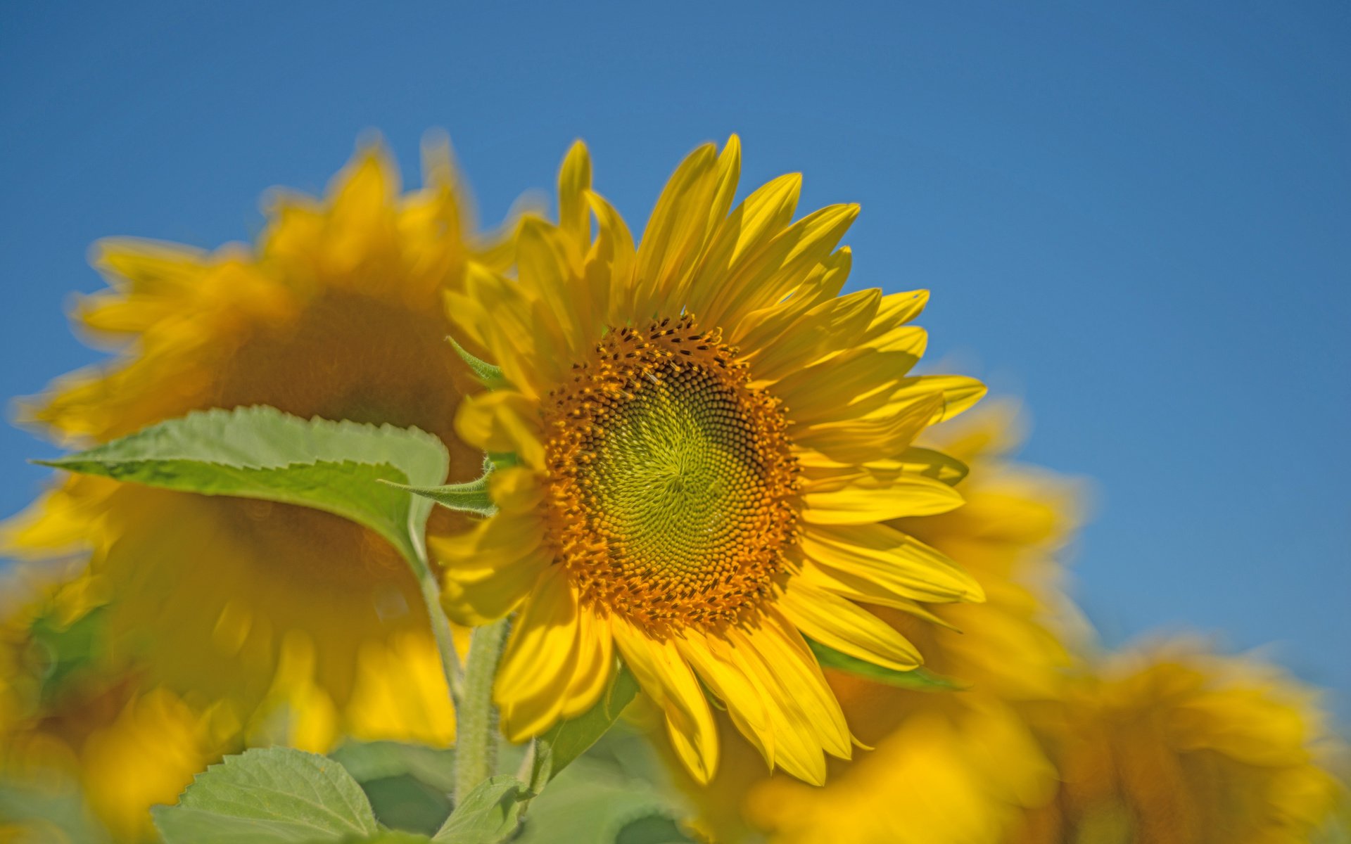 Обои небо, макро, подсолнухи, the sky, macro, sunflowers разрешение 2048x1367 Загрузить