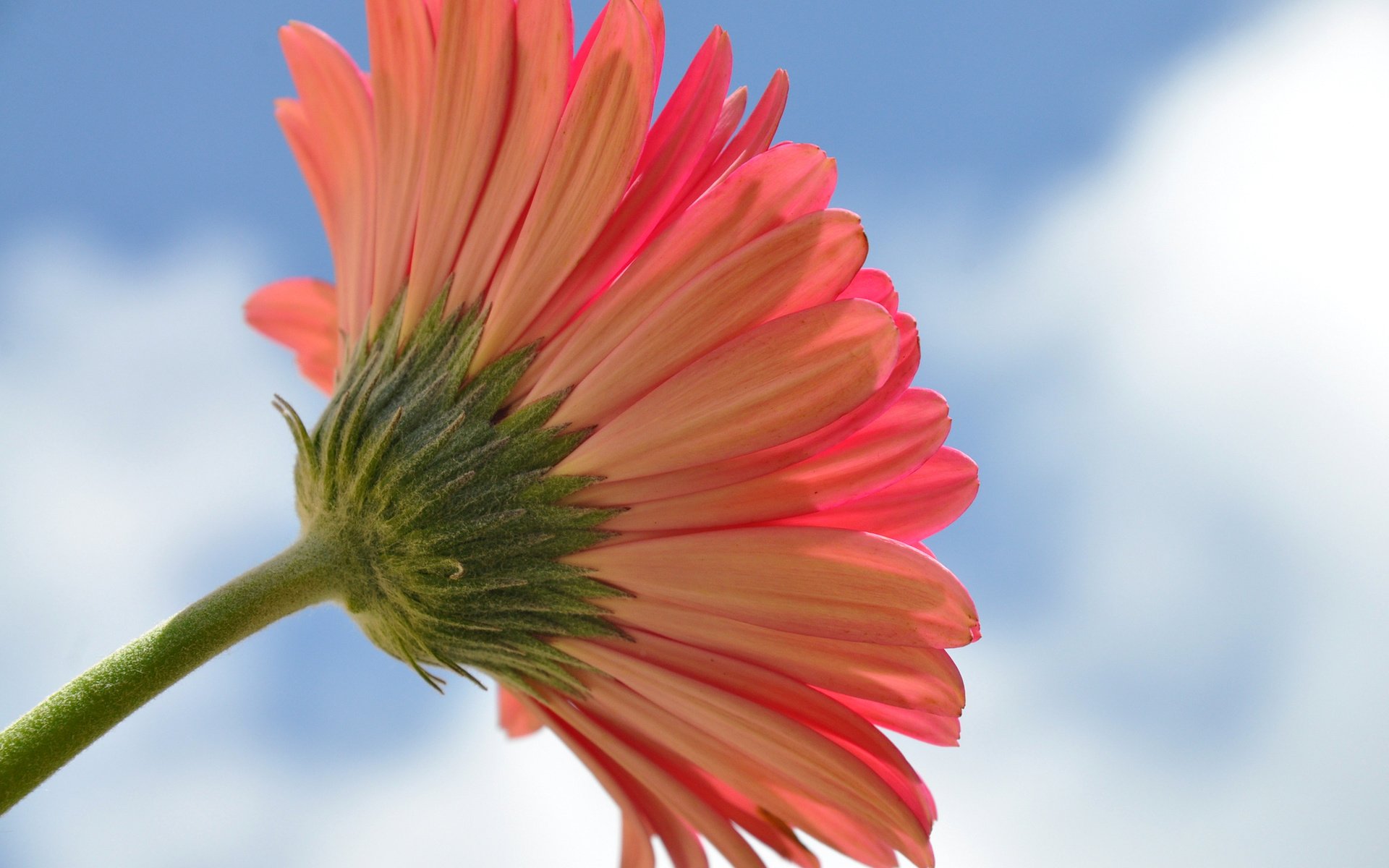 Обои небо, макро, цветок, гербера, the sky, macro, flower, gerbera разрешение 2048x1360 Загрузить