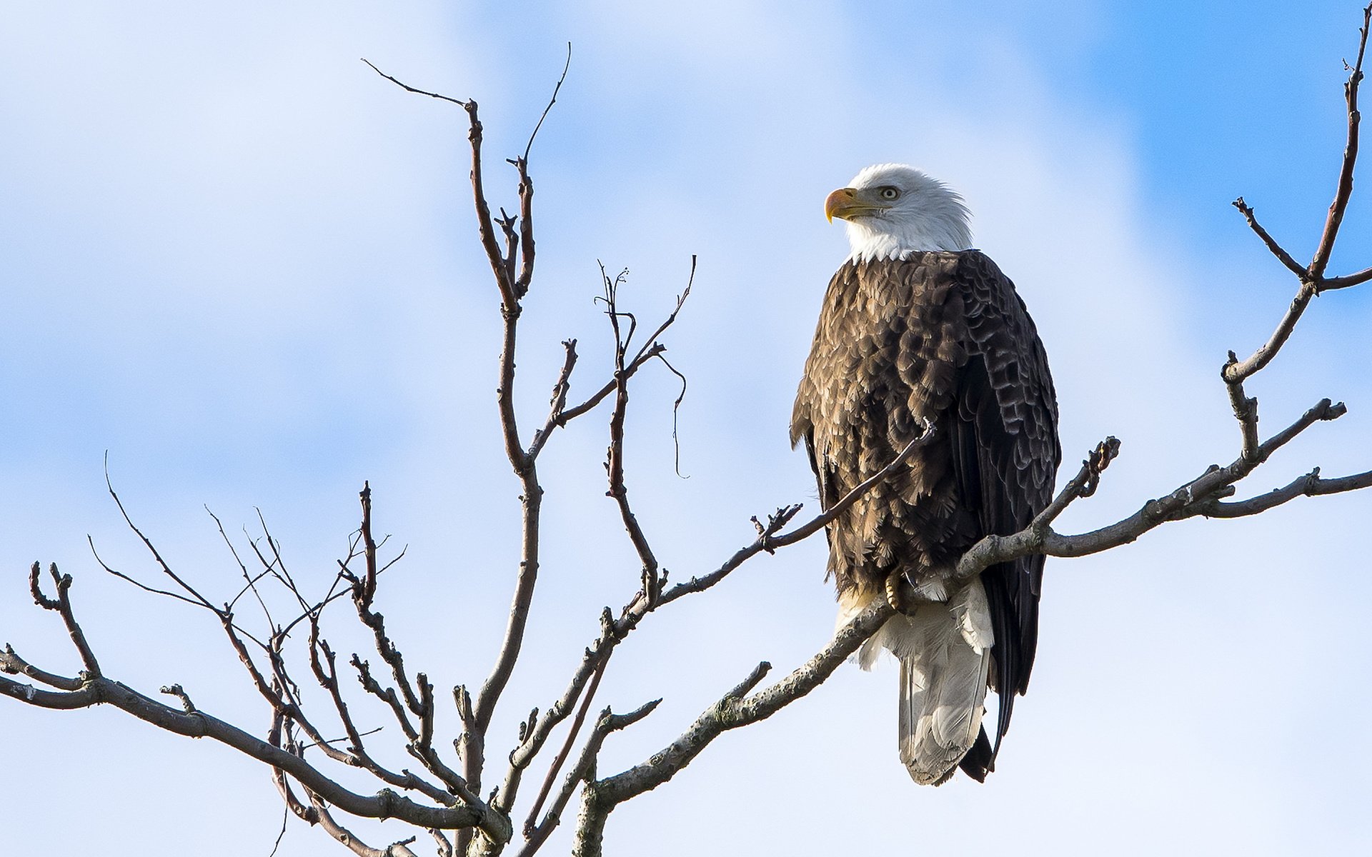 Обои природа, хищник, птица, белоголовый орлан, nature, predator, bird, bald eagle разрешение 2048x1325 Загрузить