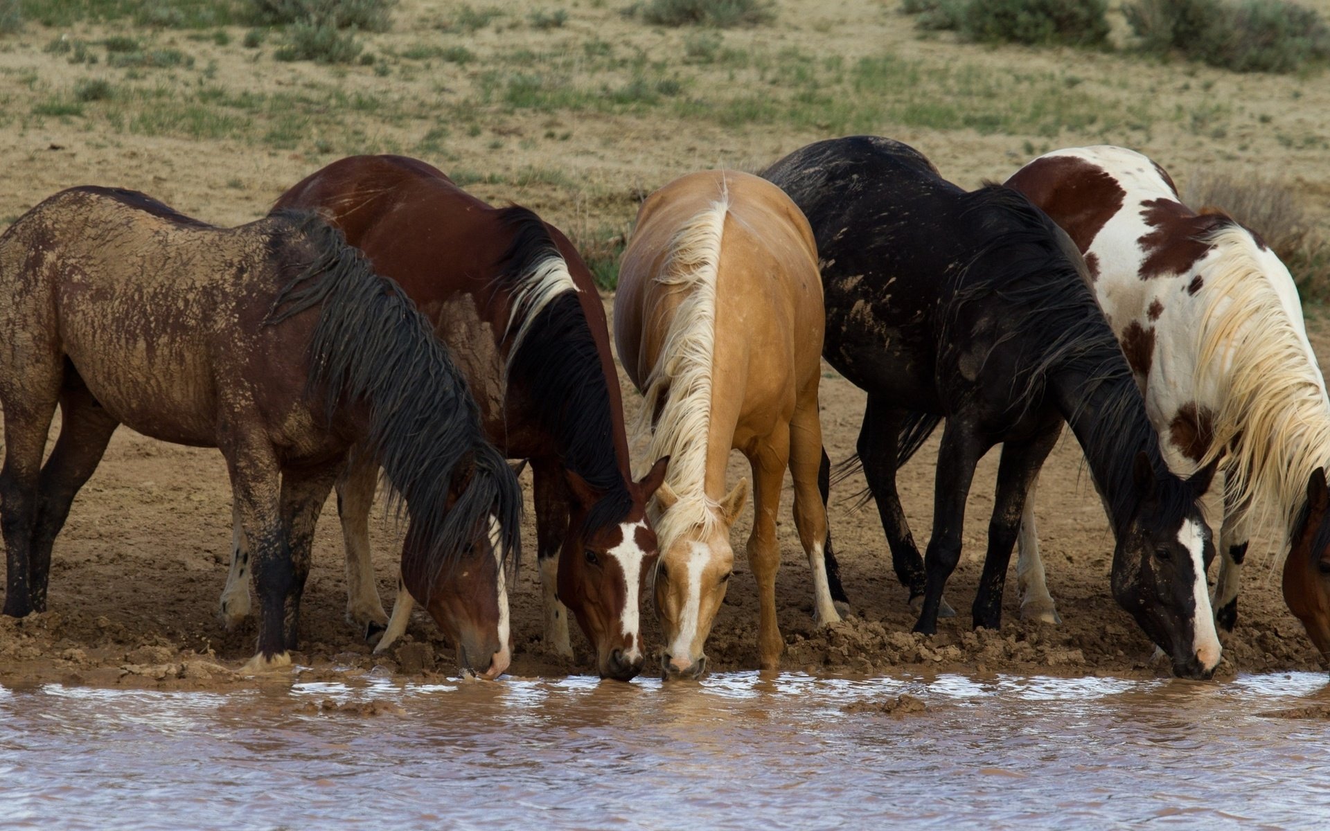 Обои лошади, кони, водопой, табун, horse, horses, drink, the herd разрешение 3400x1825 Загрузить