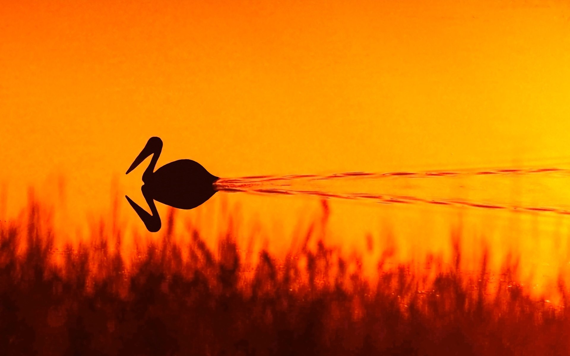 Обои трава, вода, озеро, природа, закат, отражение, птица, пеликан, grass, water, lake, nature, sunset, reflection, bird, pelican разрешение 3594x2341 Загрузить