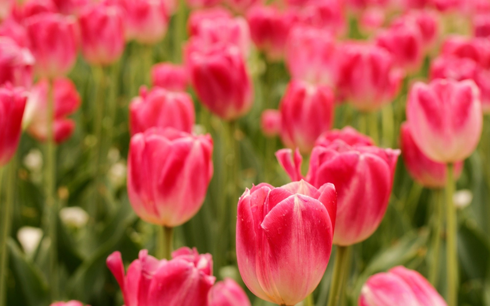 Обои цветы, поле, весна, тюльпаны, flowers, field, spring, tulips разрешение 3872x2592 Загрузить