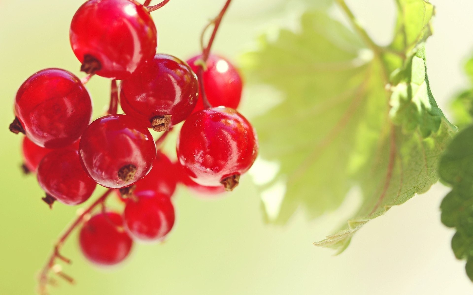 Обои листья, красная, ягоды, плоды, красная смородина, смородина, leaves, red, berries, fruit, red currant, currants разрешение 1920x1280 Загрузить