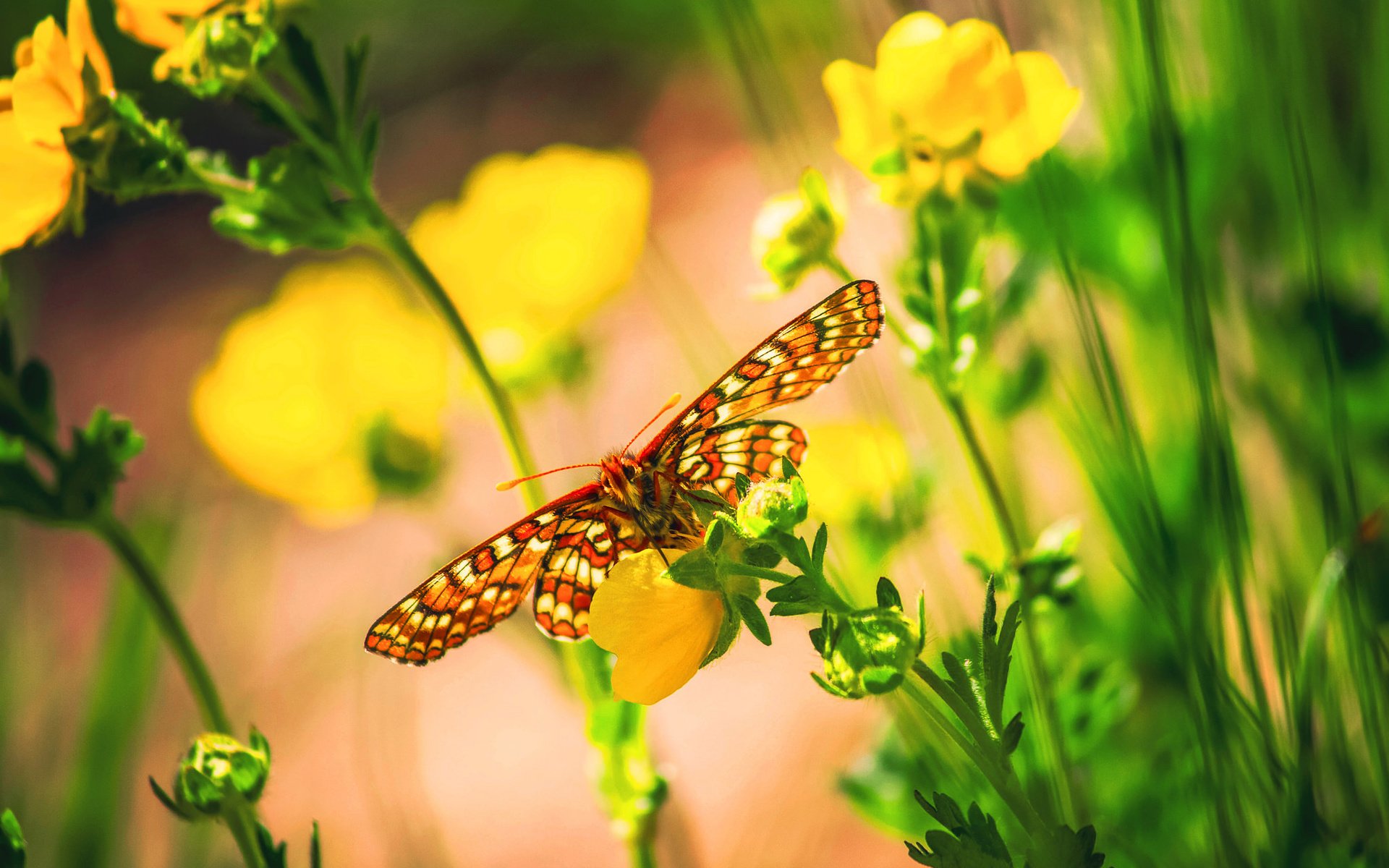 Обои цветы, макро, бабочка, насекомые, боке, flowers, macro, butterfly, insects, bokeh разрешение 2048x1365 Загрузить