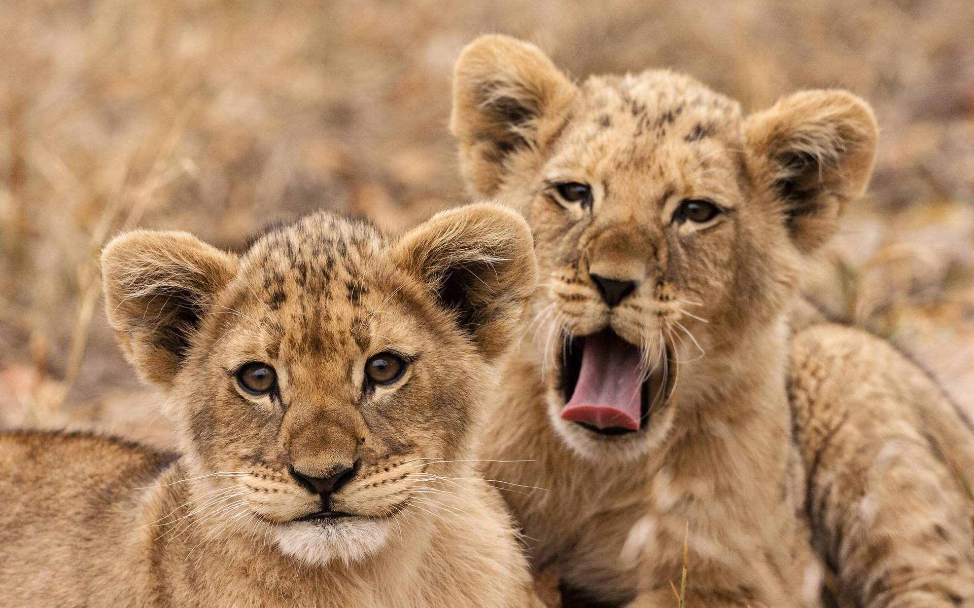 Обои львы, львята, хищники, lions, the cubs, predators разрешение 2880x1800 Загрузить