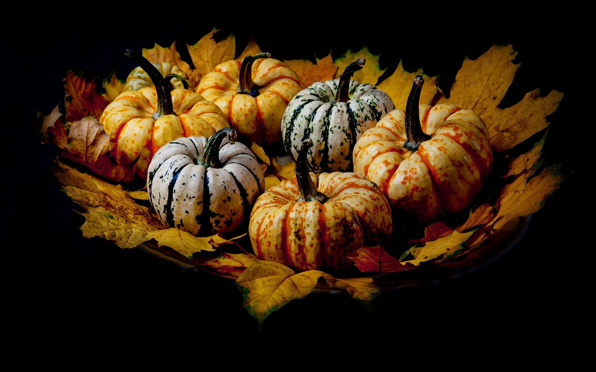 Обои листья, фон, тыквы, leaves, background, pumpkin разрешение 2560x1524 Загрузить