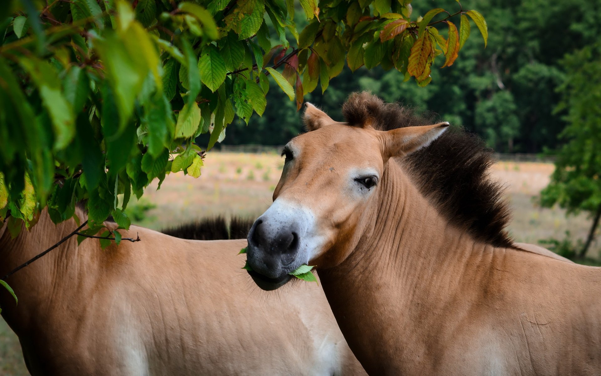 Обои природа, кони, przewalski-pferd, nature, horses разрешение 4925x2562 Загрузить