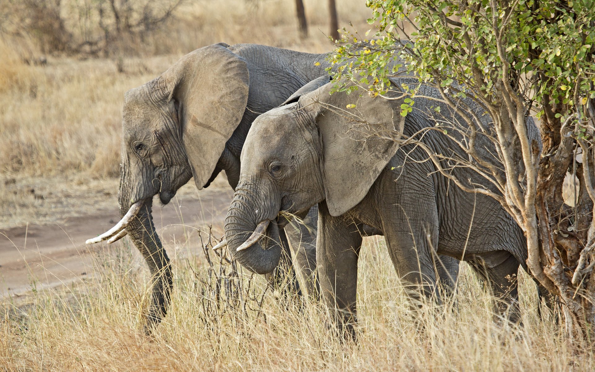 Обои природа, африка, уши, слоны, хобот, бивни, nature, africa, ears, elephants, trunk, tusks разрешение 2048x1412 Загрузить