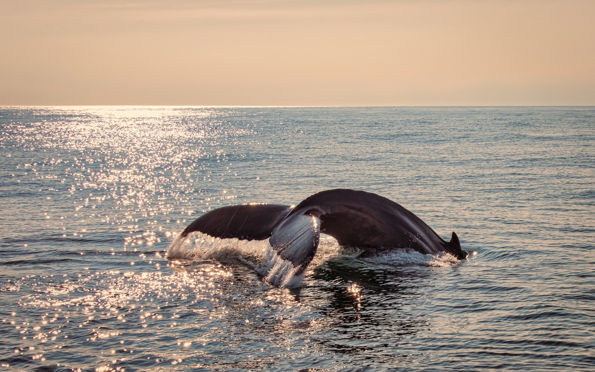 Обои море, блики, гладь, хвост, кит, sea, glare, surface, tail, kit разрешение 2048x1367 Загрузить