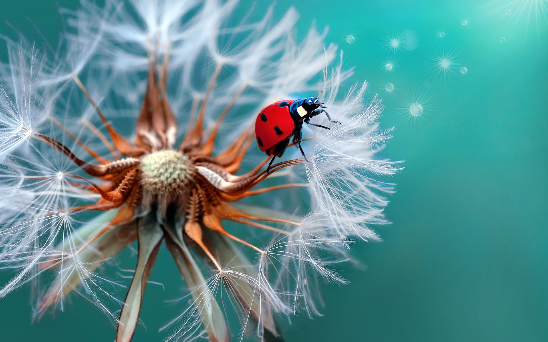 Обои жук, макро, божья коровка, одуванчик, beetle, macro, ladybug, dandelion разрешение 2048x1407 Загрузить