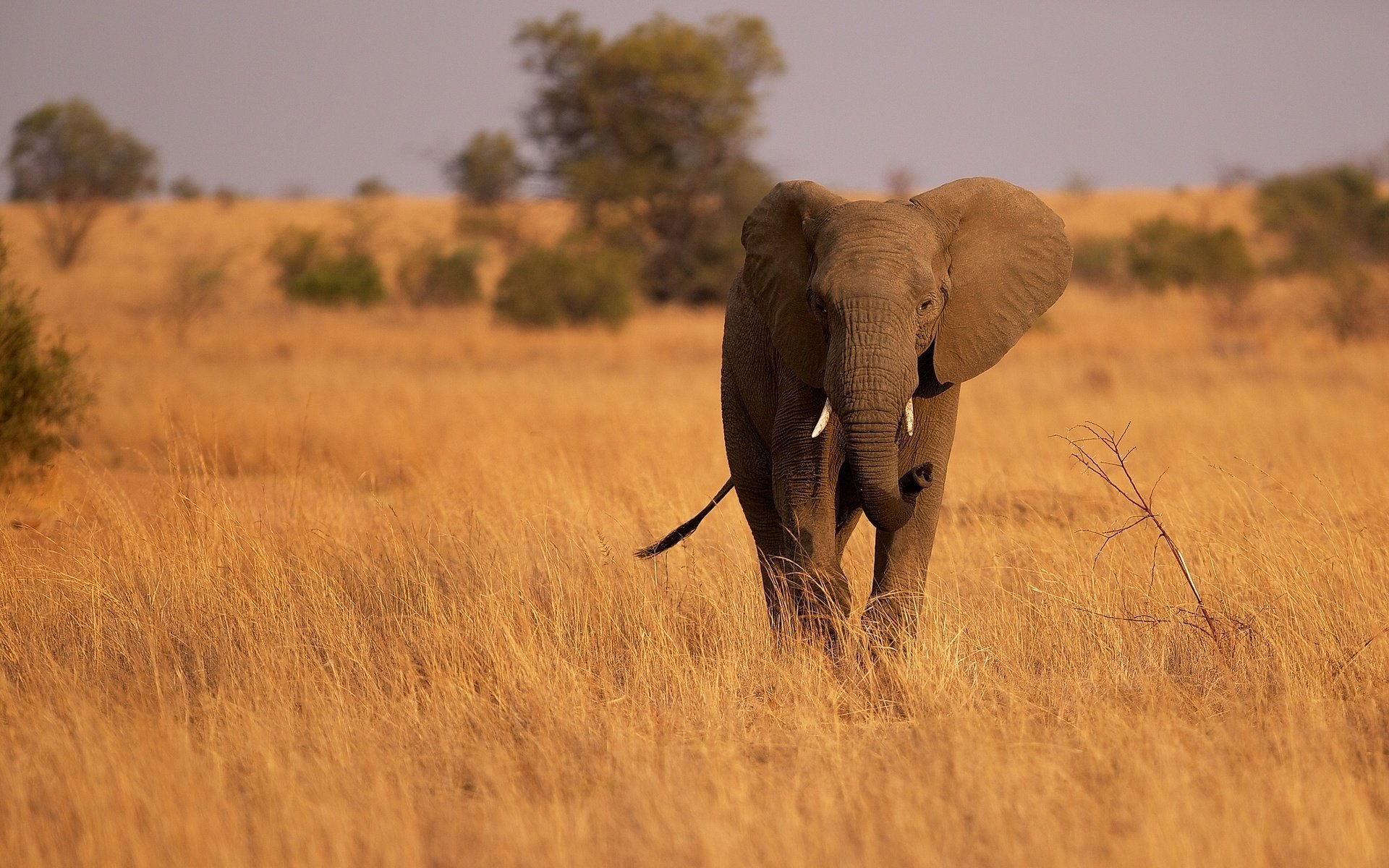 Обои слон, уши, саванна, хобот, сухая трава, elephant, ears, savannah, trunk, dry grass разрешение 2048x1280 Загрузить