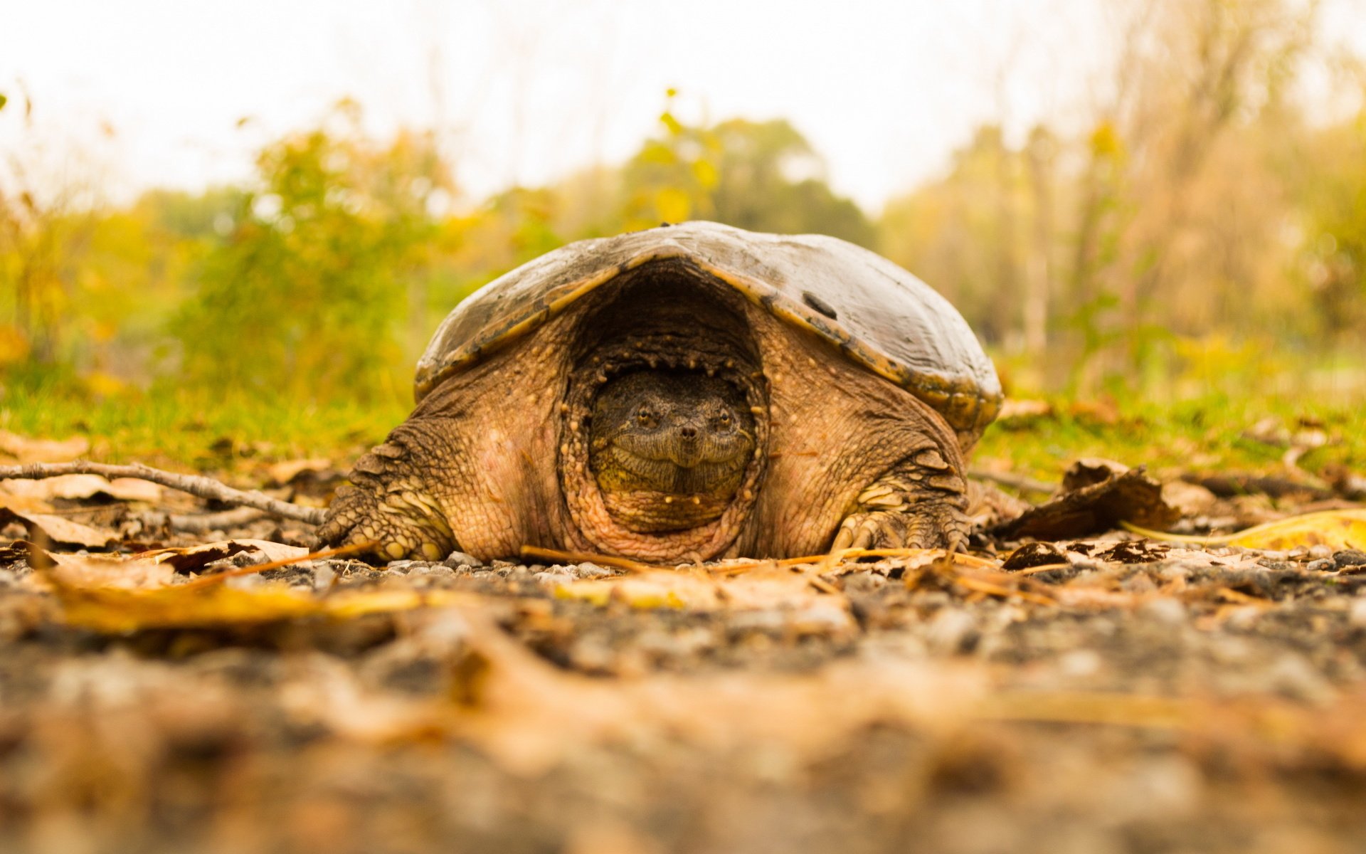 Обои природа, фон, черепаха, nature, background, turtle разрешение 2560x1707 Загрузить