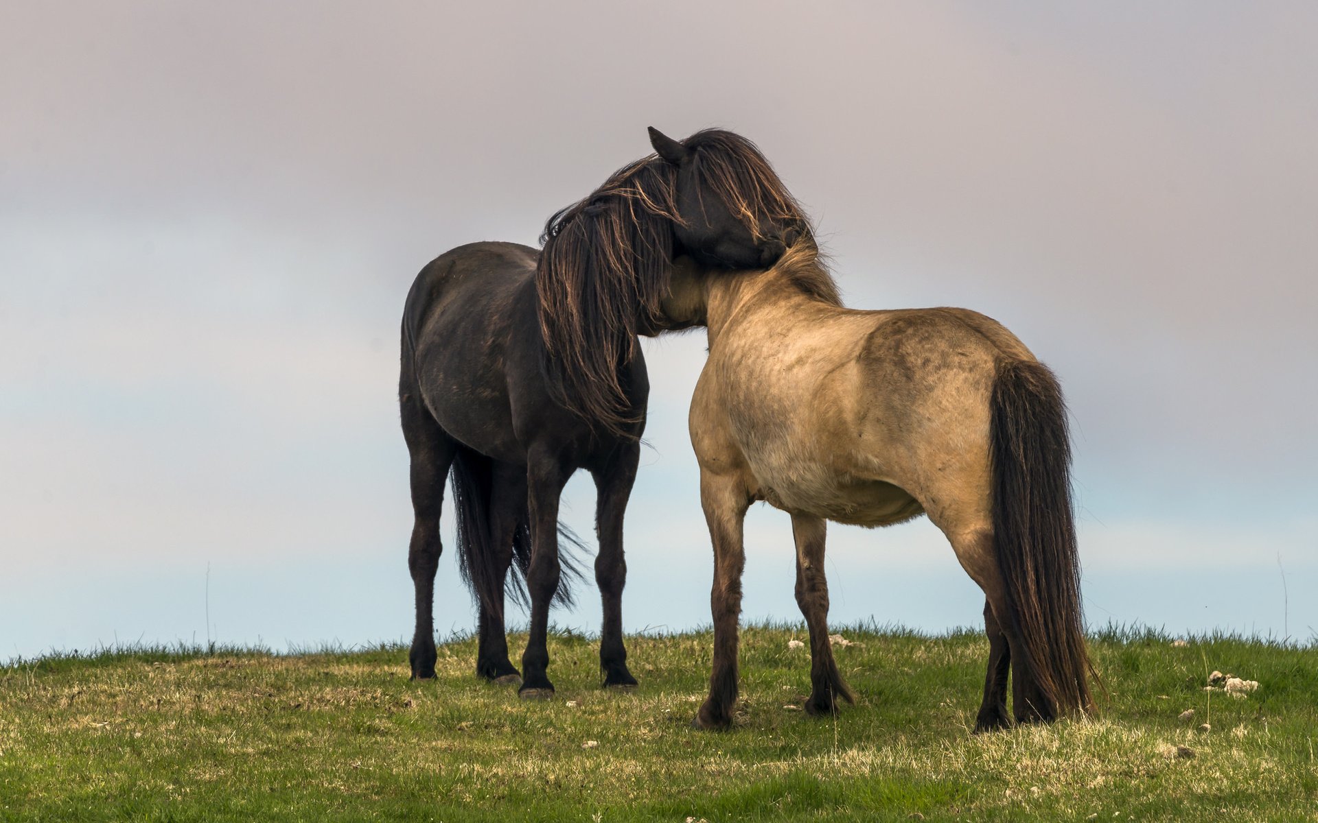 Обои небо, трава, пейзаж, поле, любовь, лошади, кони, the sky, grass, landscape, field, love, horse, horses разрешение 2048x1365 Загрузить