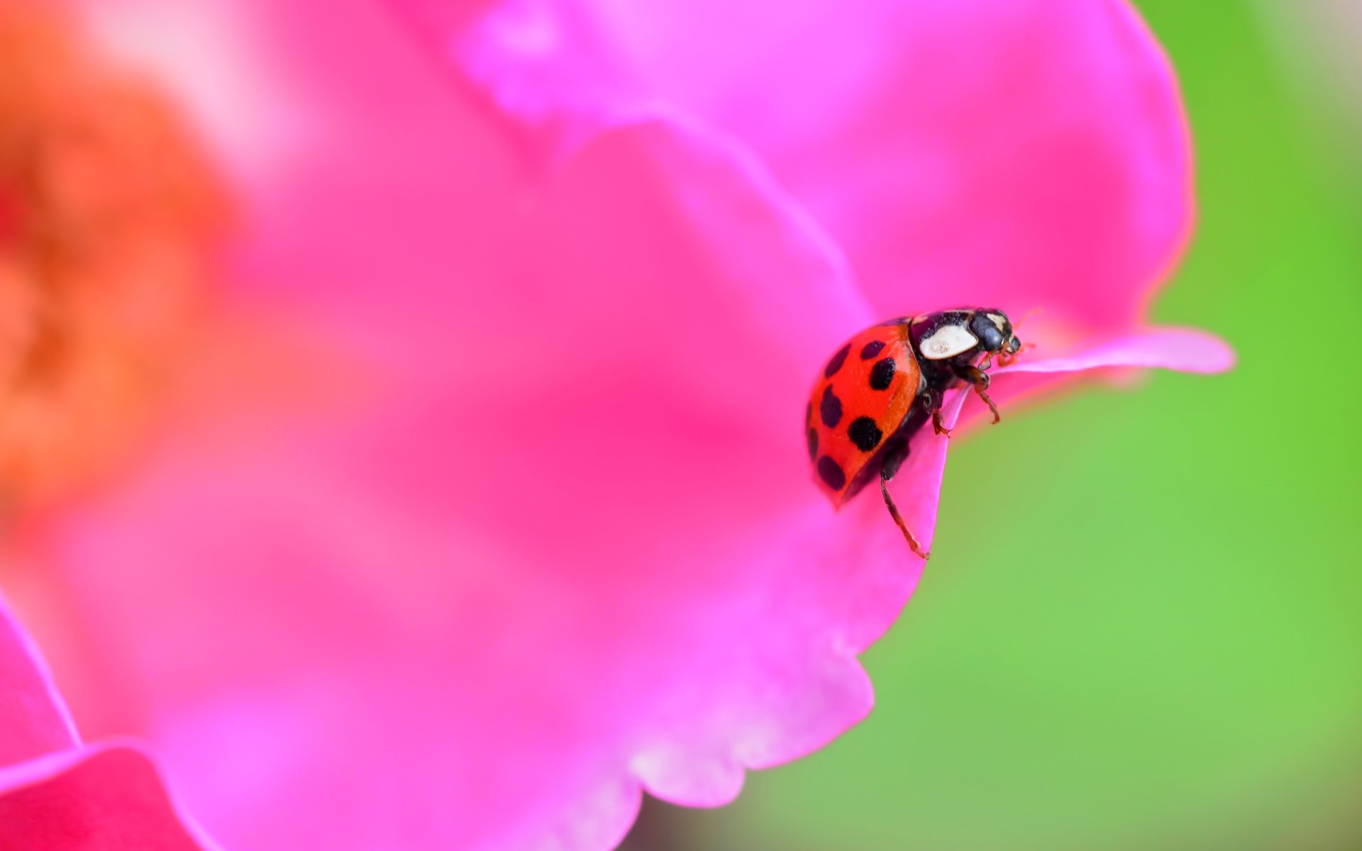 Обои жук, насекомое, цветок, лепестки, божья коровка, beetle, insect, flower, petals, ladybug разрешение 2880x1903 Загрузить