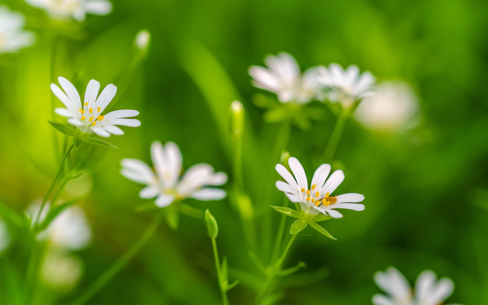 Обои цветы, трава, лепестки, растение, flowers, grass, petals, plant разрешение 2048x1305 Загрузить