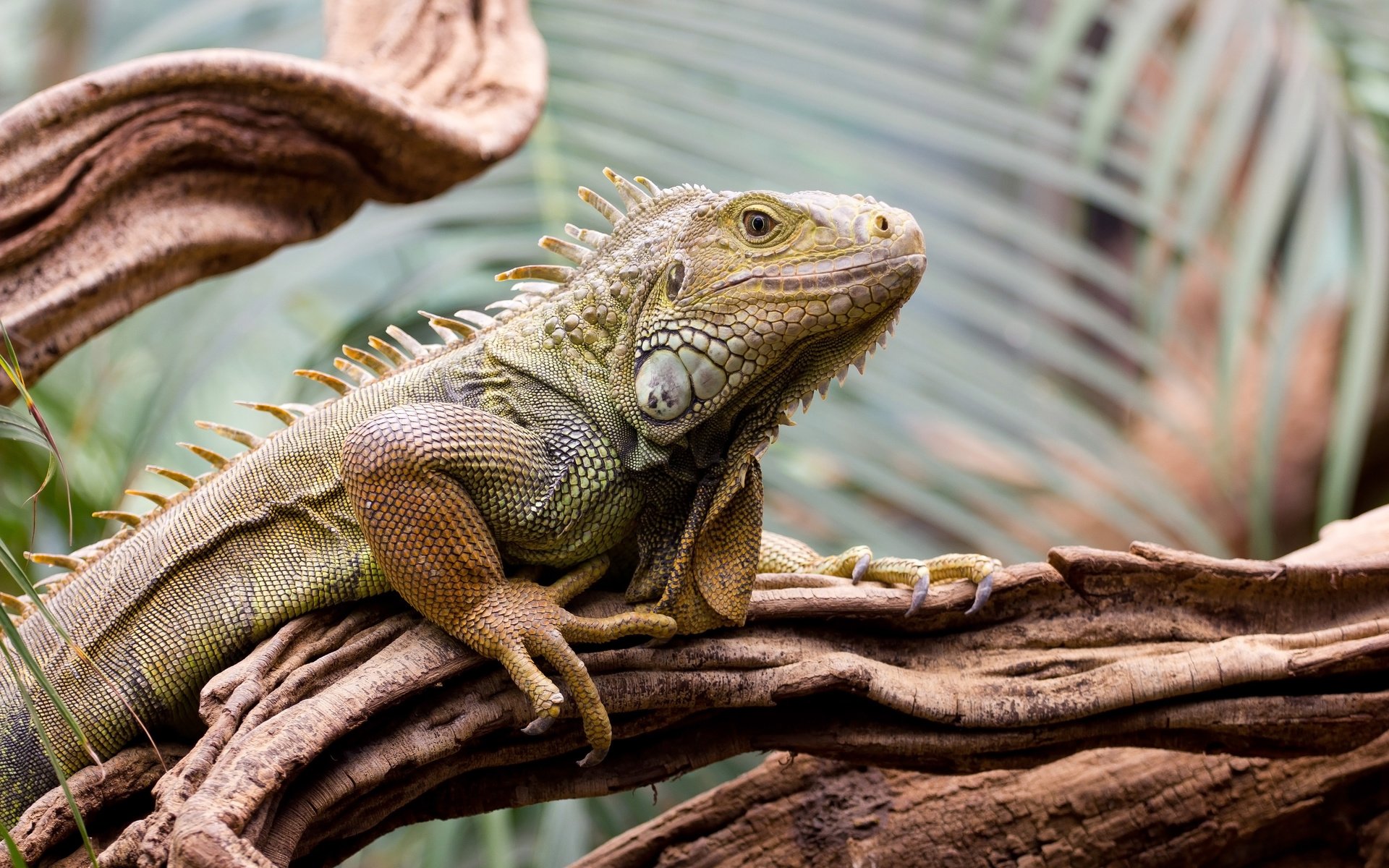 Обои дерево, ящерица, рептилия, игуана, пресмыкающиеся, tree, lizard, reptile, iguana, reptiles разрешение 4200x2800 Загрузить