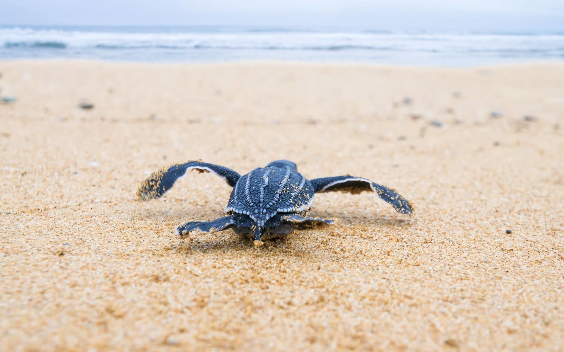 Обои море, песок, черепаха, breeding, sea, sand, turtle разрешение 3606x2400 Загрузить