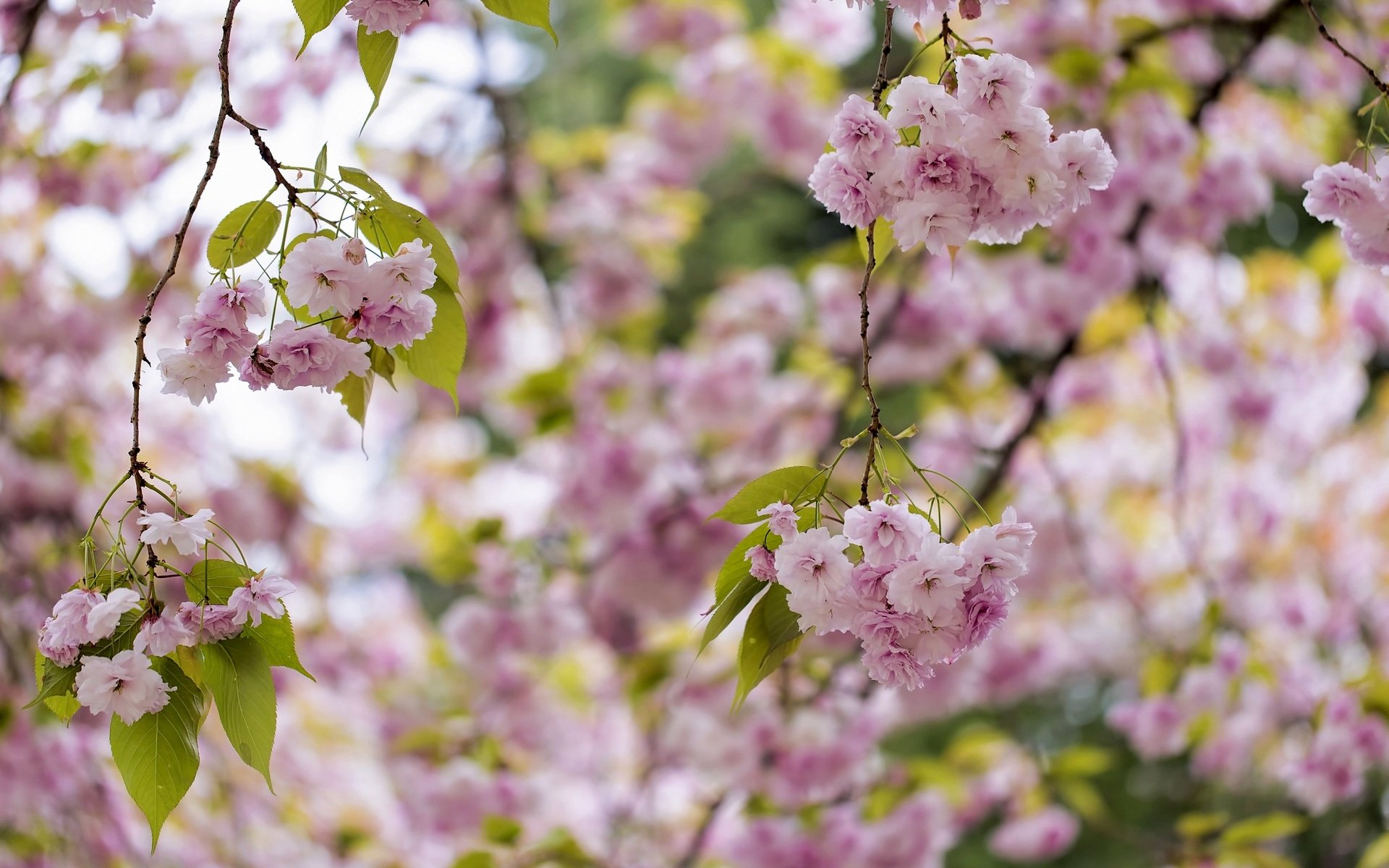 Обои дерево, цветение, весна, розовый, сакура, tree, flowering, spring, pink, sakura разрешение 2048x1365 Загрузить