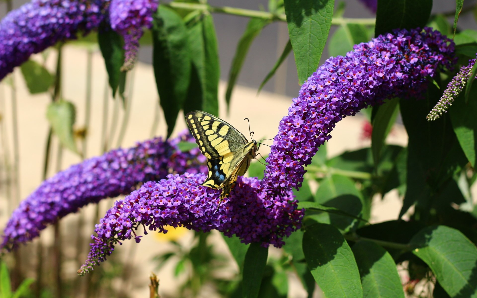 Обои цветы, насекомое, лето, бабочка, flowers, insect, summer, butterfly разрешение 1920x1280 Загрузить