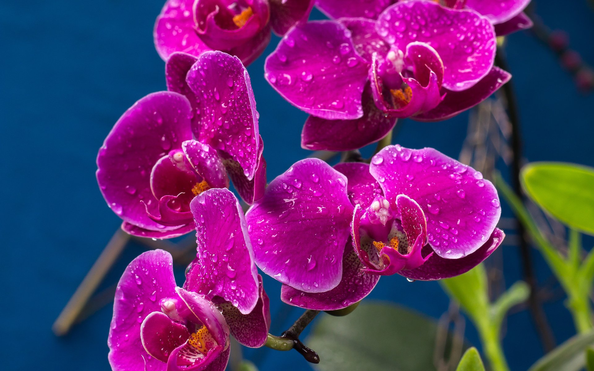 Обои капли, лиловый, орхидеи, drops, purple, orchids разрешение 2048x1365 Загрузить